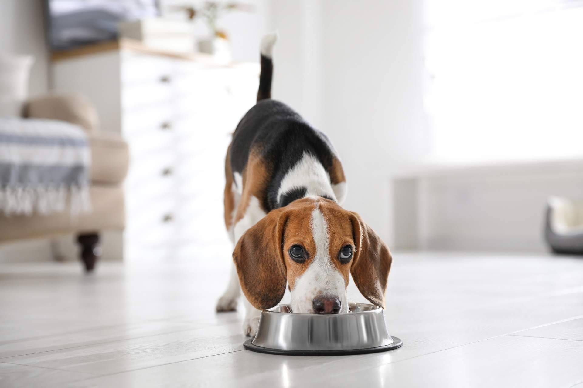 Alimentar correctamente a perros con pieles sensibles, con NaturWild