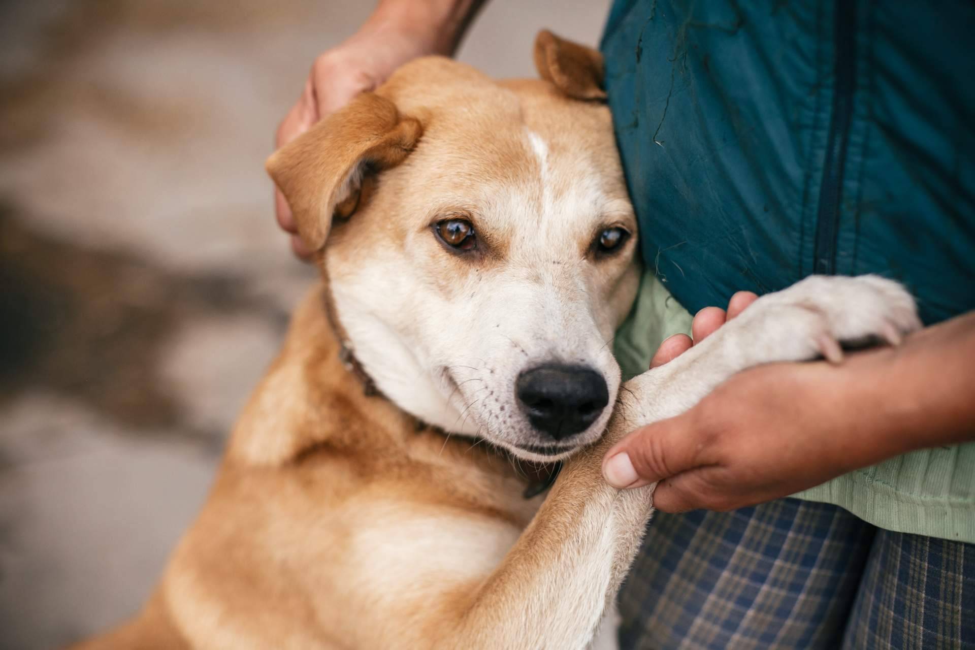 Adopción de animales en España a través de la aplicación Amazdog