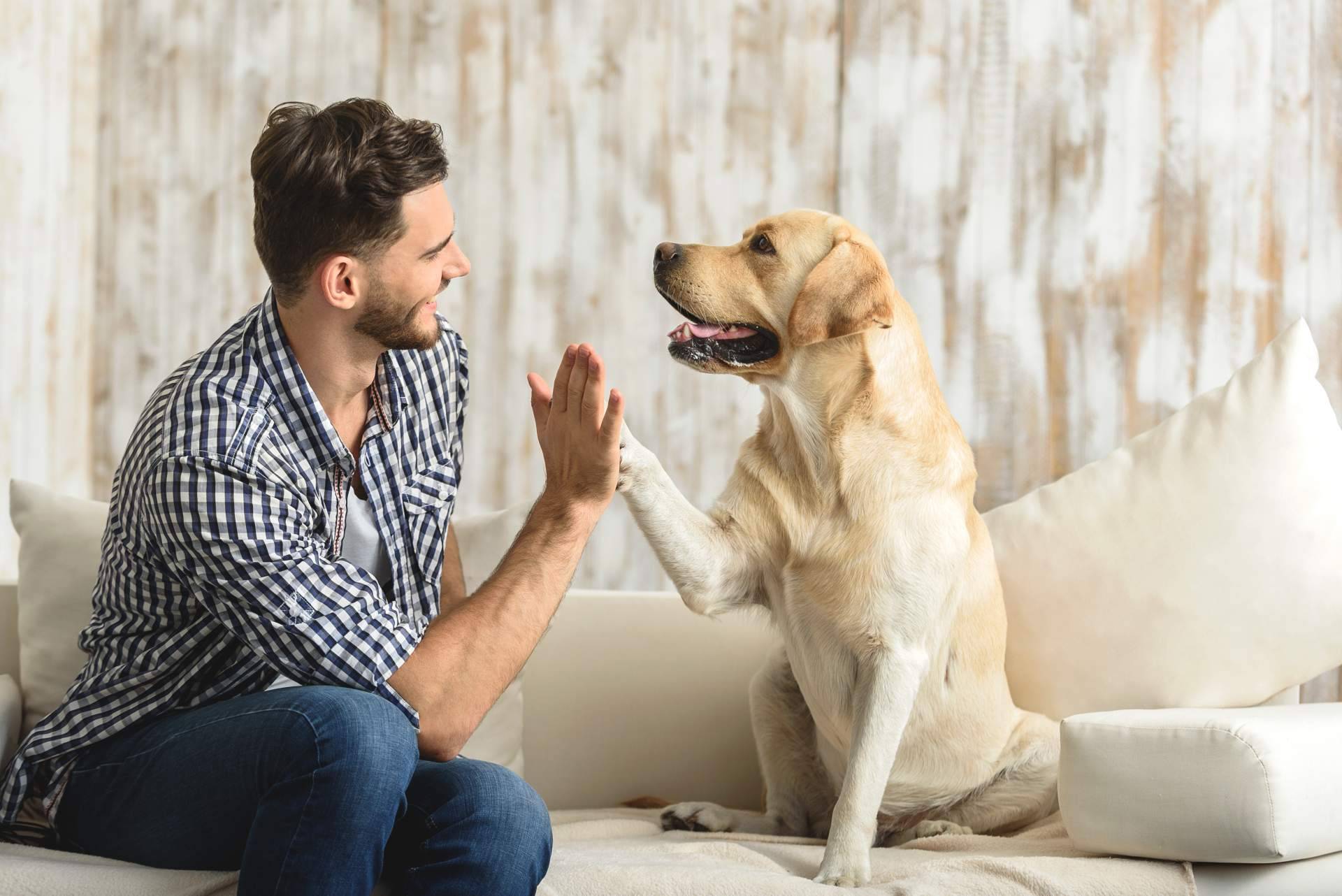 ¿La nueva Ley de Bienestar Animal obliga a contratar un Seguro de Responsabilidad Civil?
