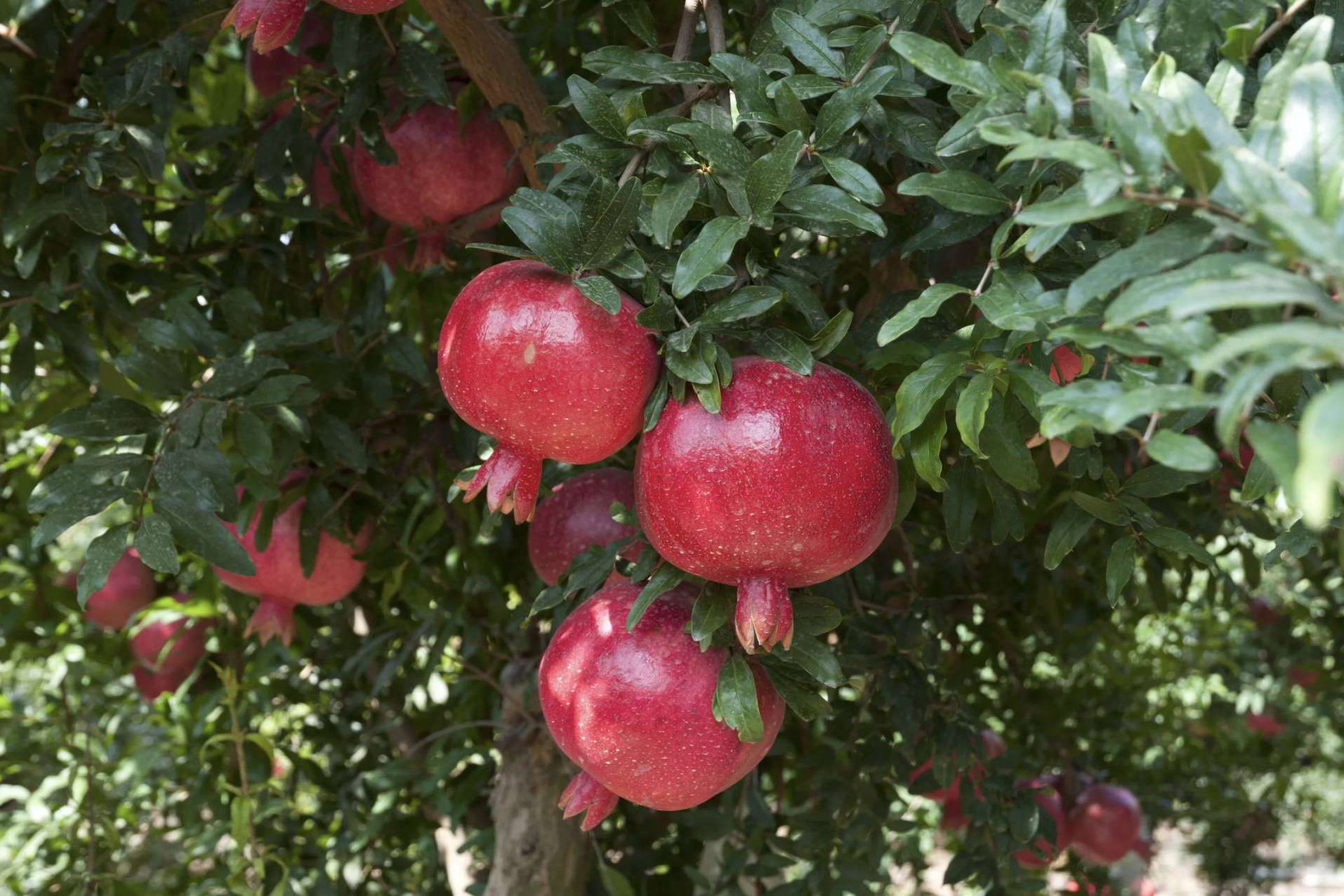 Granalma pone a disposición granadas ecológicas y biodinámicas online