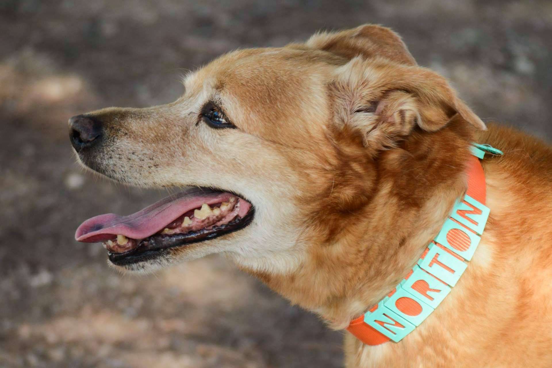 Proteger a la mascota con las chapas y collares personalizadas de Seron