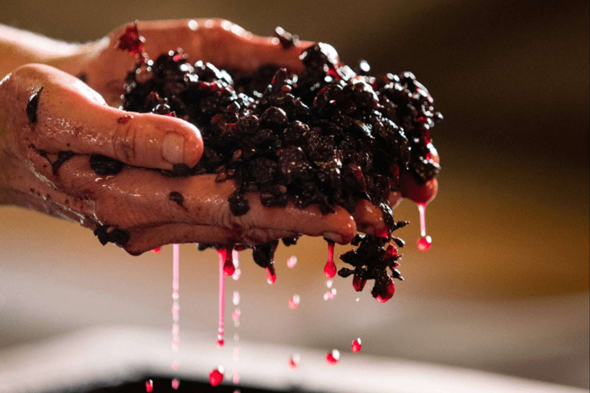 Las bodegas, donde nace el vino