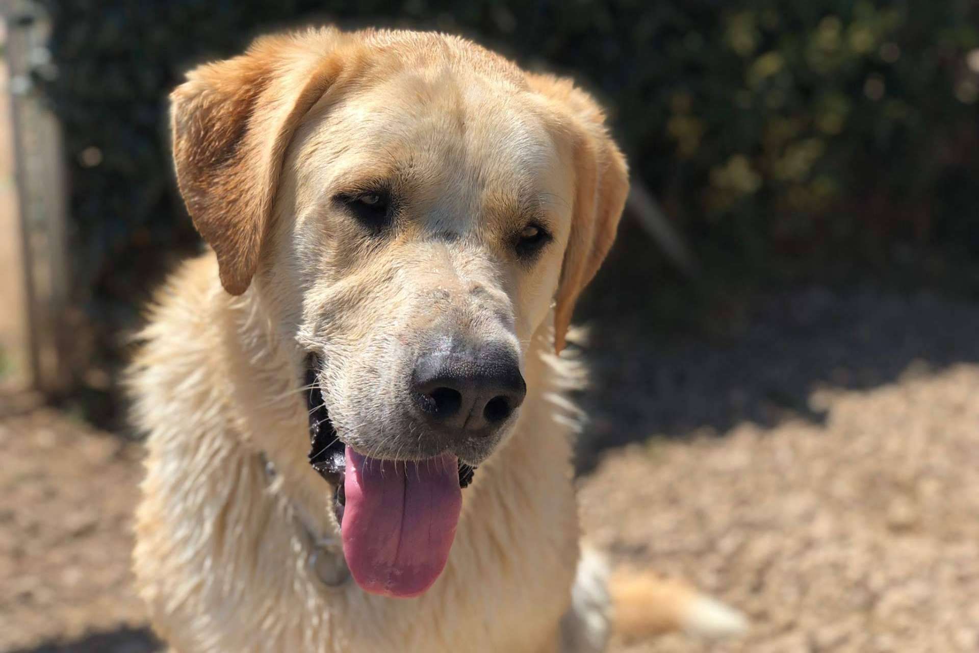 Hotel residencia canina con piscina en Madrid