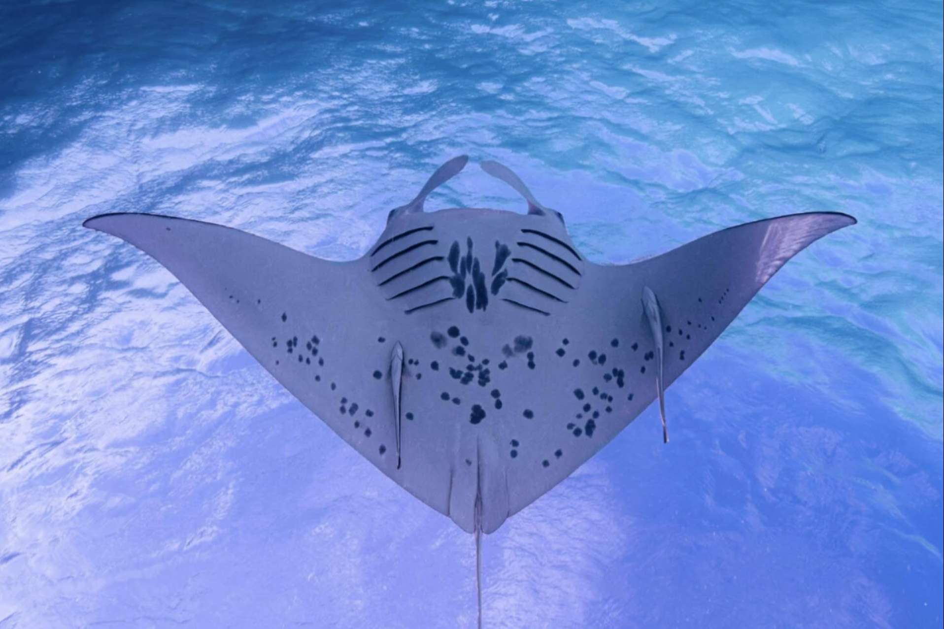 Cursos profesionales de buceo para todos los niveles en Maldivas con la escuela Drop Dive Maldives
