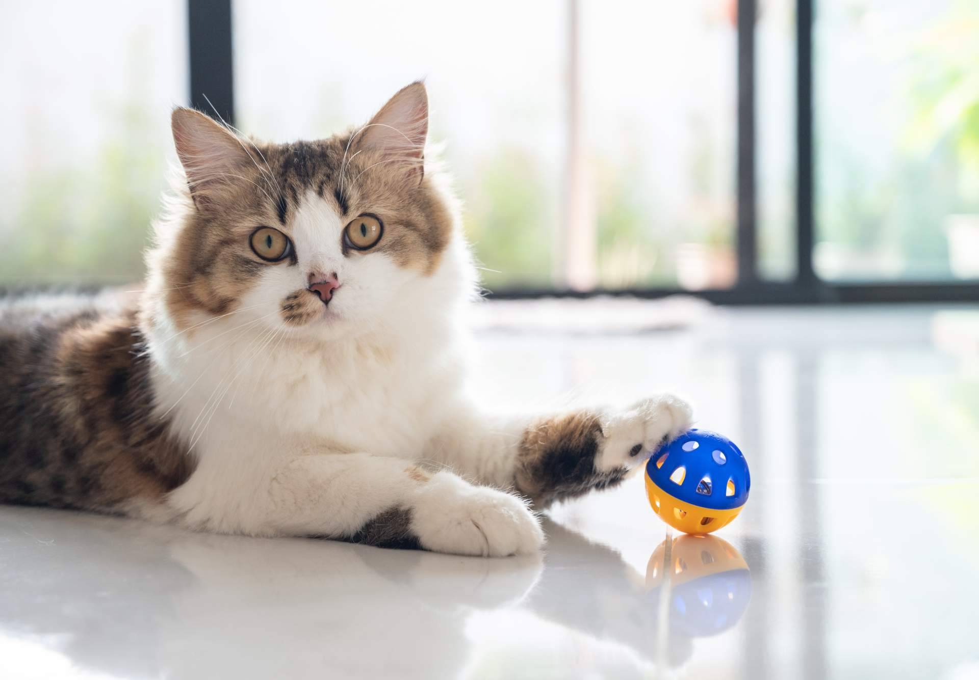 Recomendaciones y consejos de comida gatos de la mano de Era Pet food