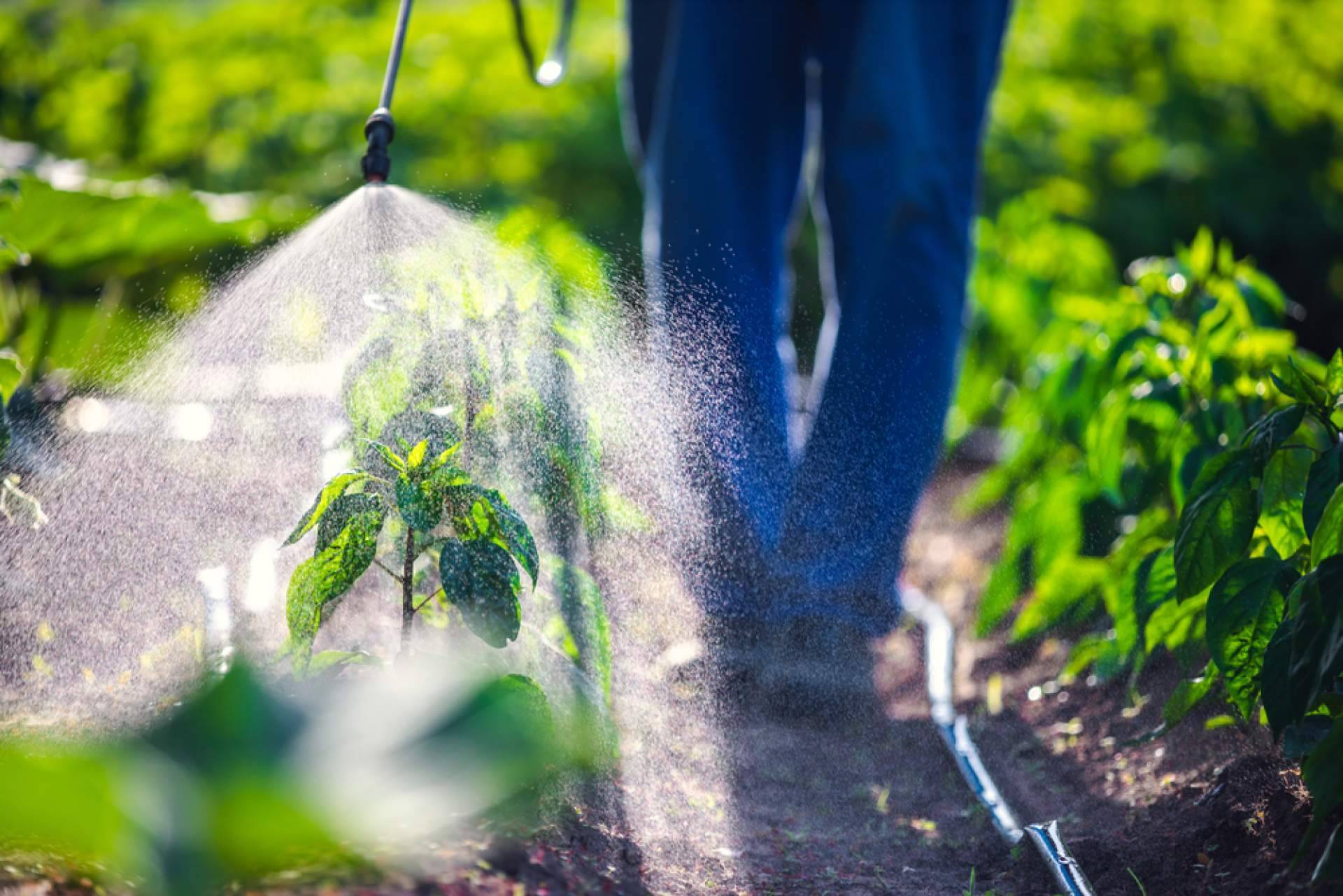Pelemix enumera consejos para cultivar vegetales utilizando bolsas de fibra de coco