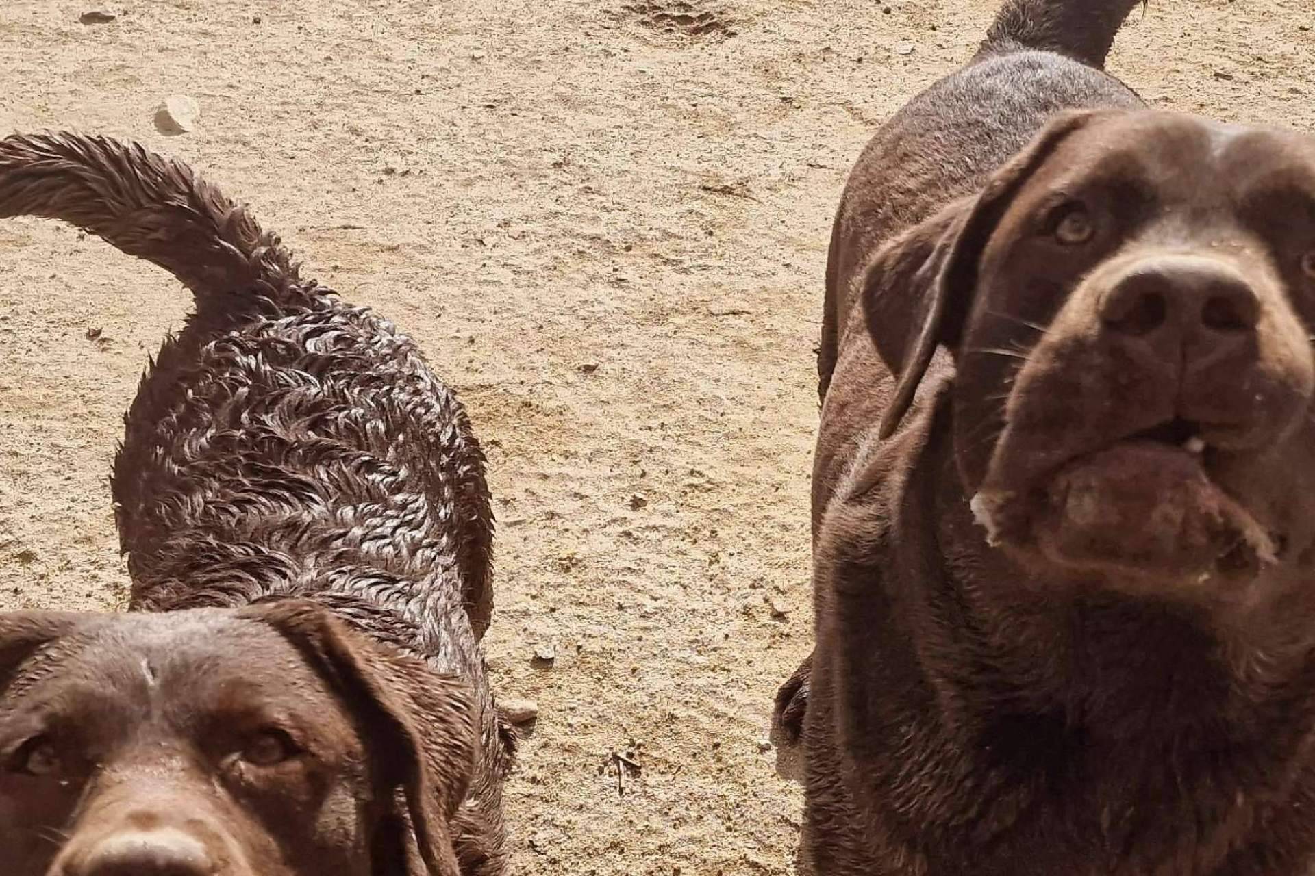 PERROBUENO, la guardería de perros Madrid para que las mascotas se sientan como en casa