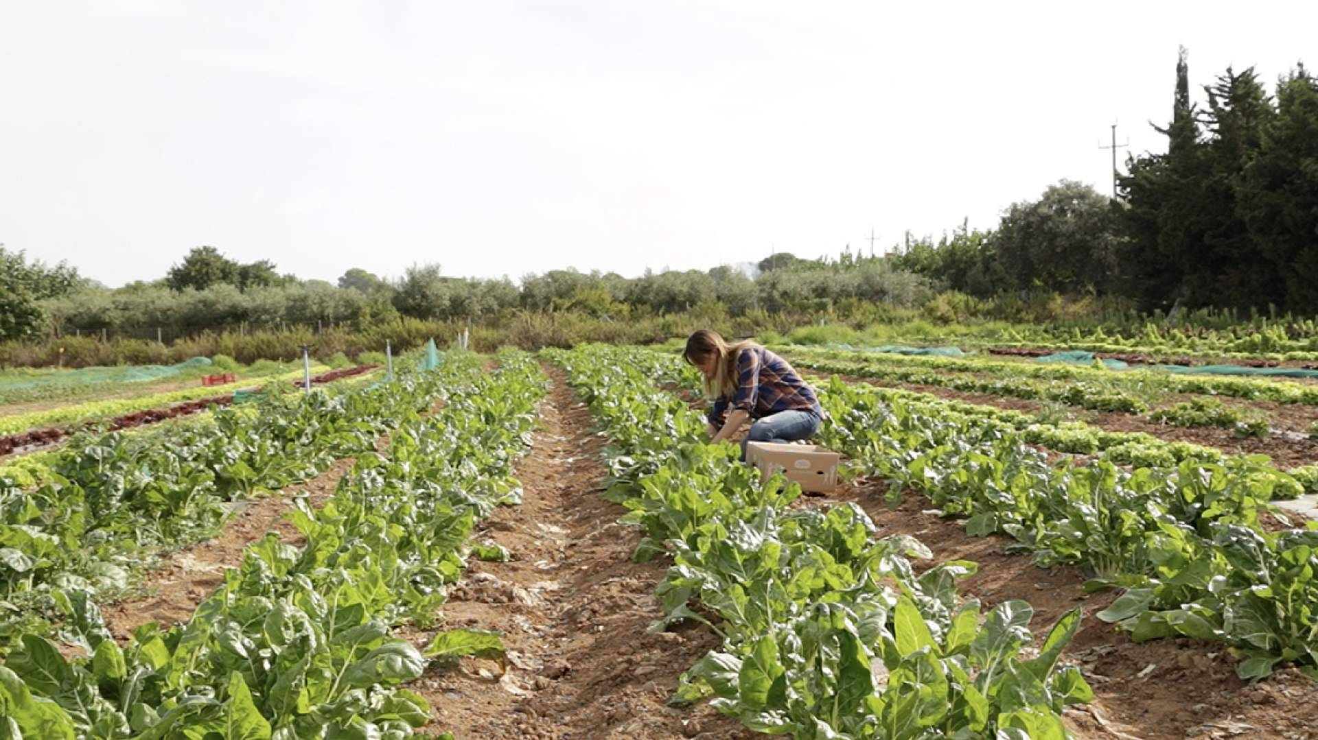 La empresa Disfruta y Verdura anuncia su top 20 de otoño