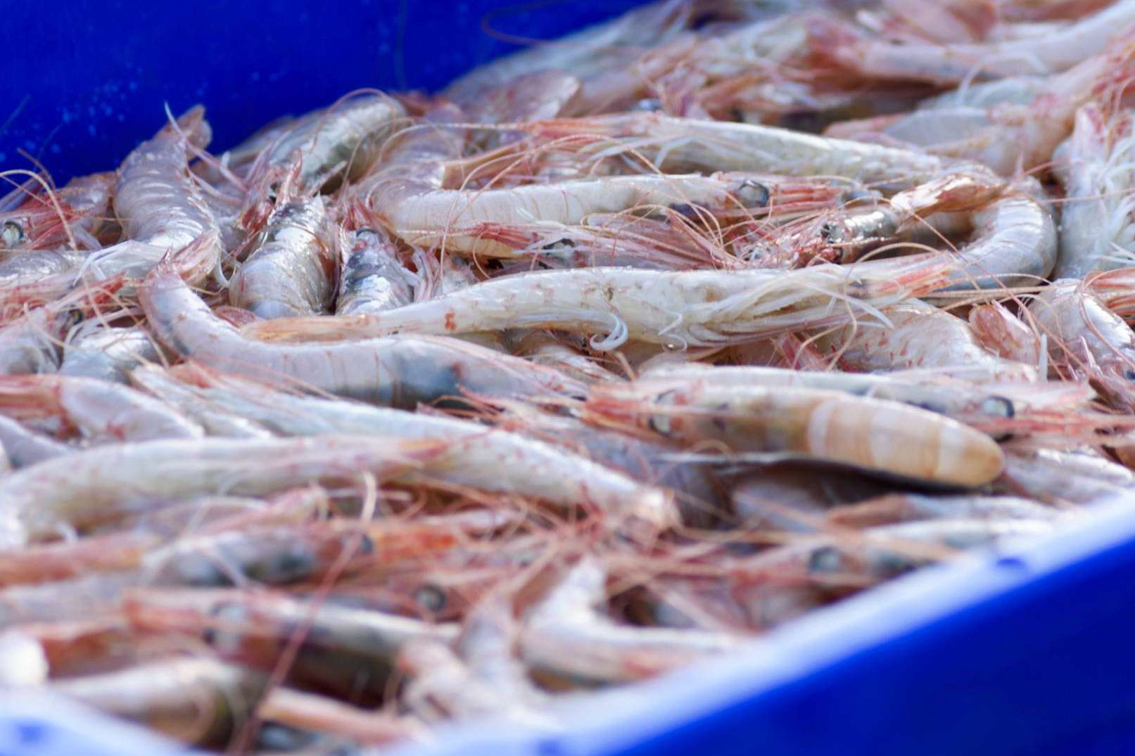Mantener el marisco fresco, consejos de Lonja de Ayamonte