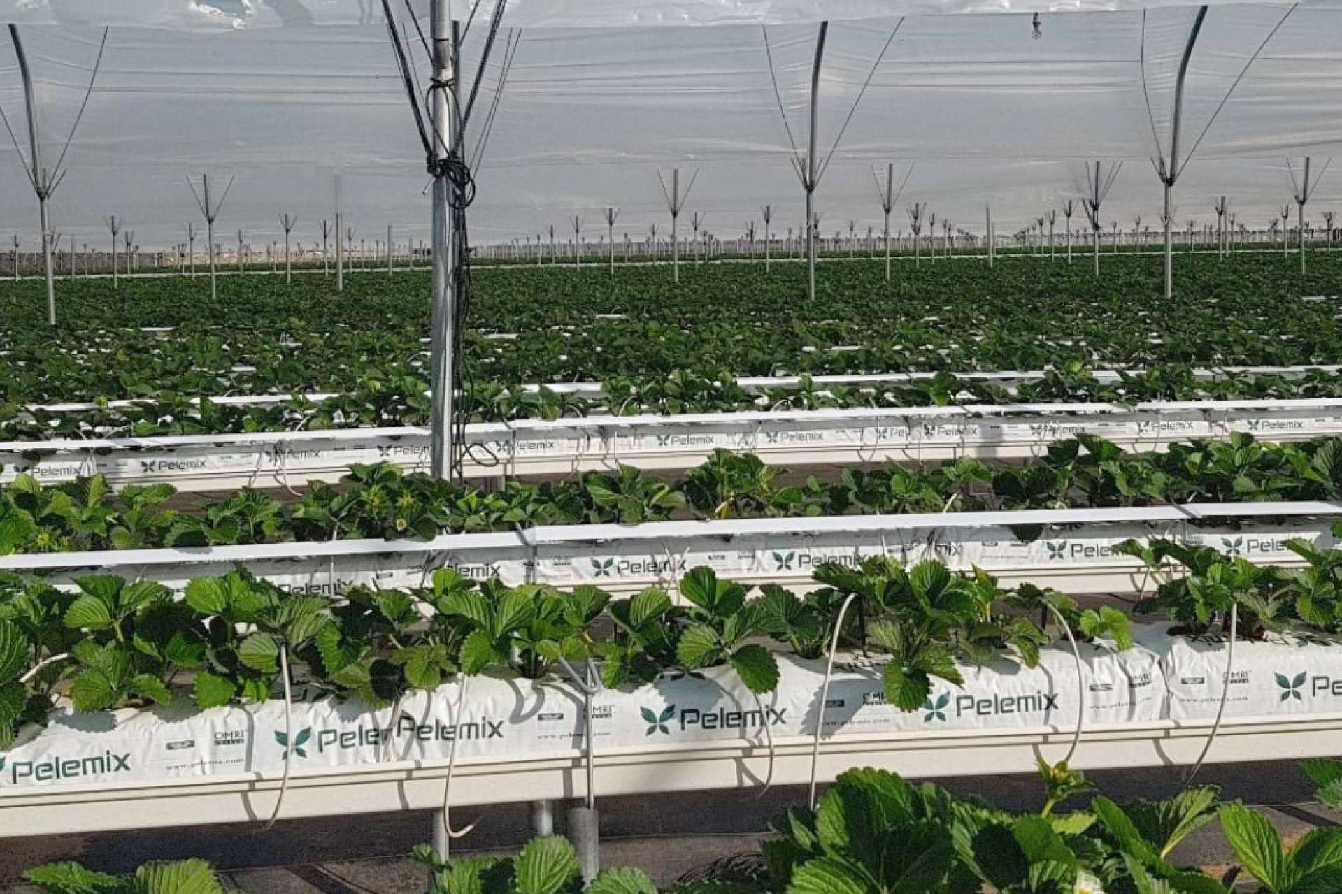 ¿Cómo cultivar hortalizas con bolsas de cultivo? Los consejos fundamentales de Pelemix