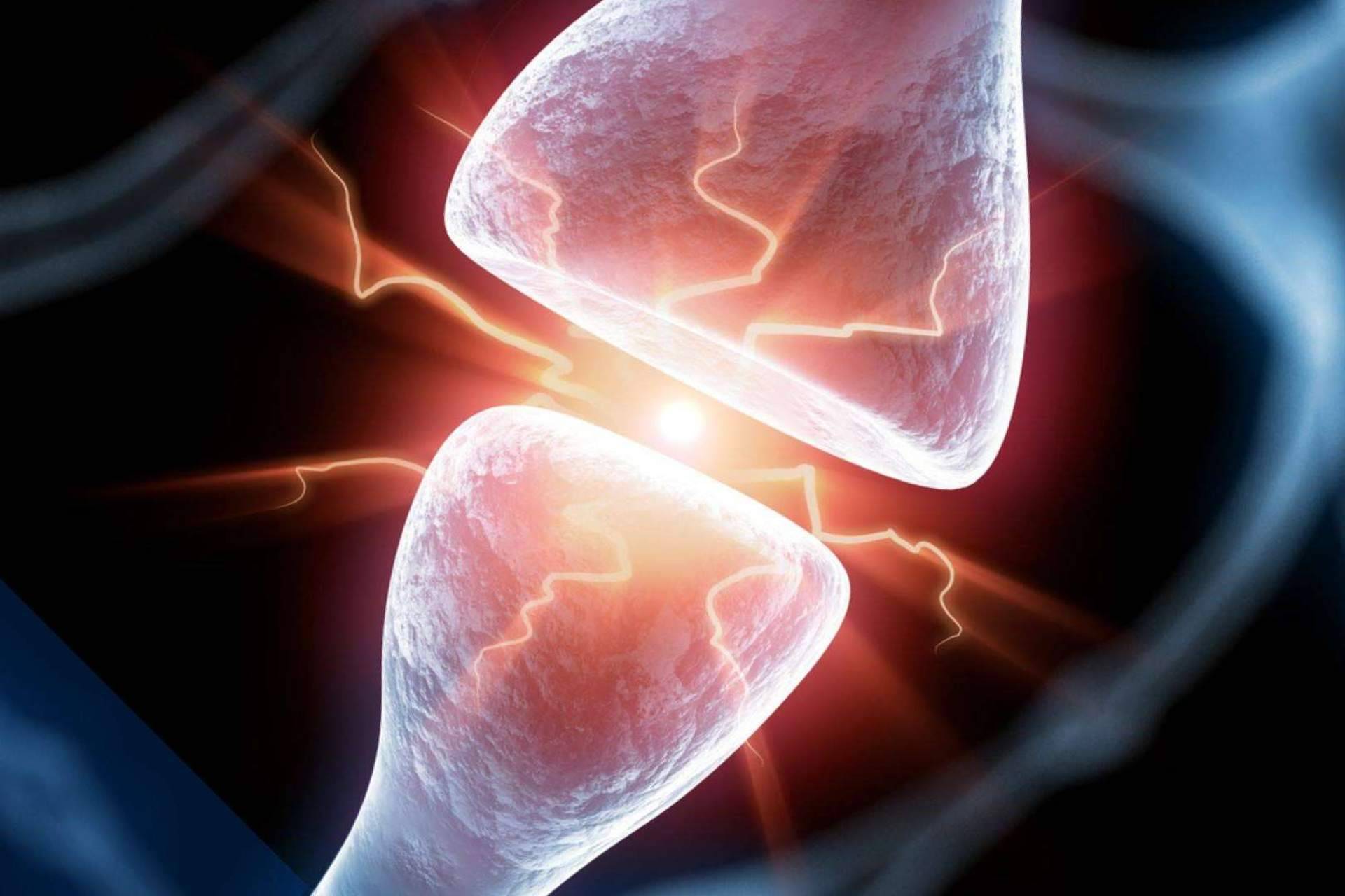 Especializaciones en neurociencia y todas sus aplicaciones, de la mano de ANE International