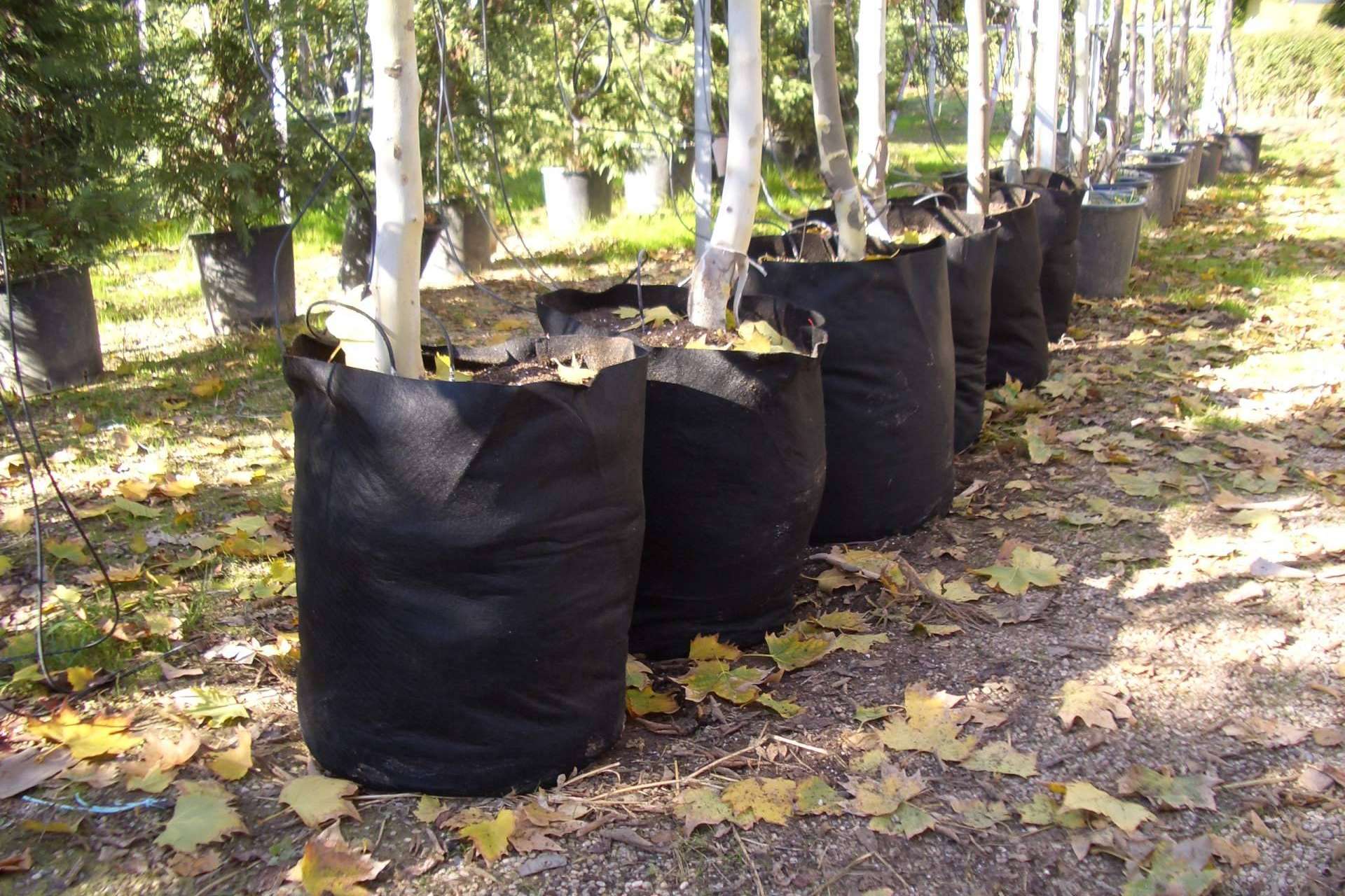 El beneficio de los sacos de cultivo de Floratex para productores