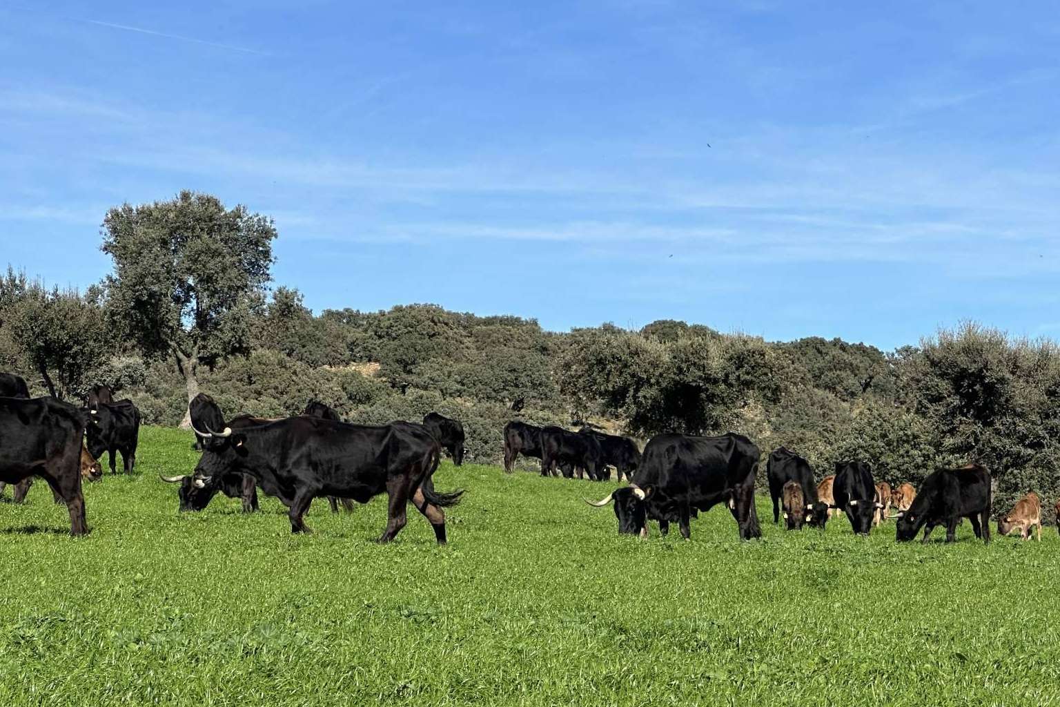 Descubriendo el proyecto Razas Nostras