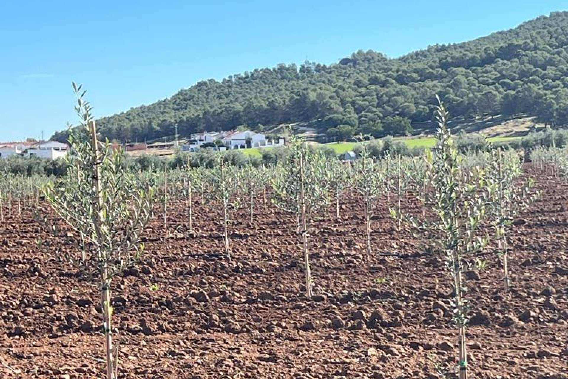 El olivar de Arbequina en secano, cultivo mecanizado y sostenible
