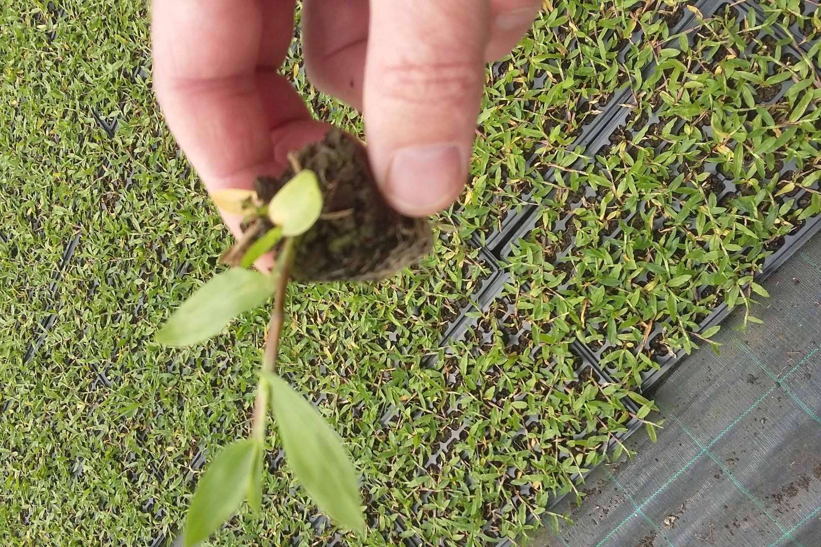 Gramigreen, profesionales en la producción de césped, gramón para jardines