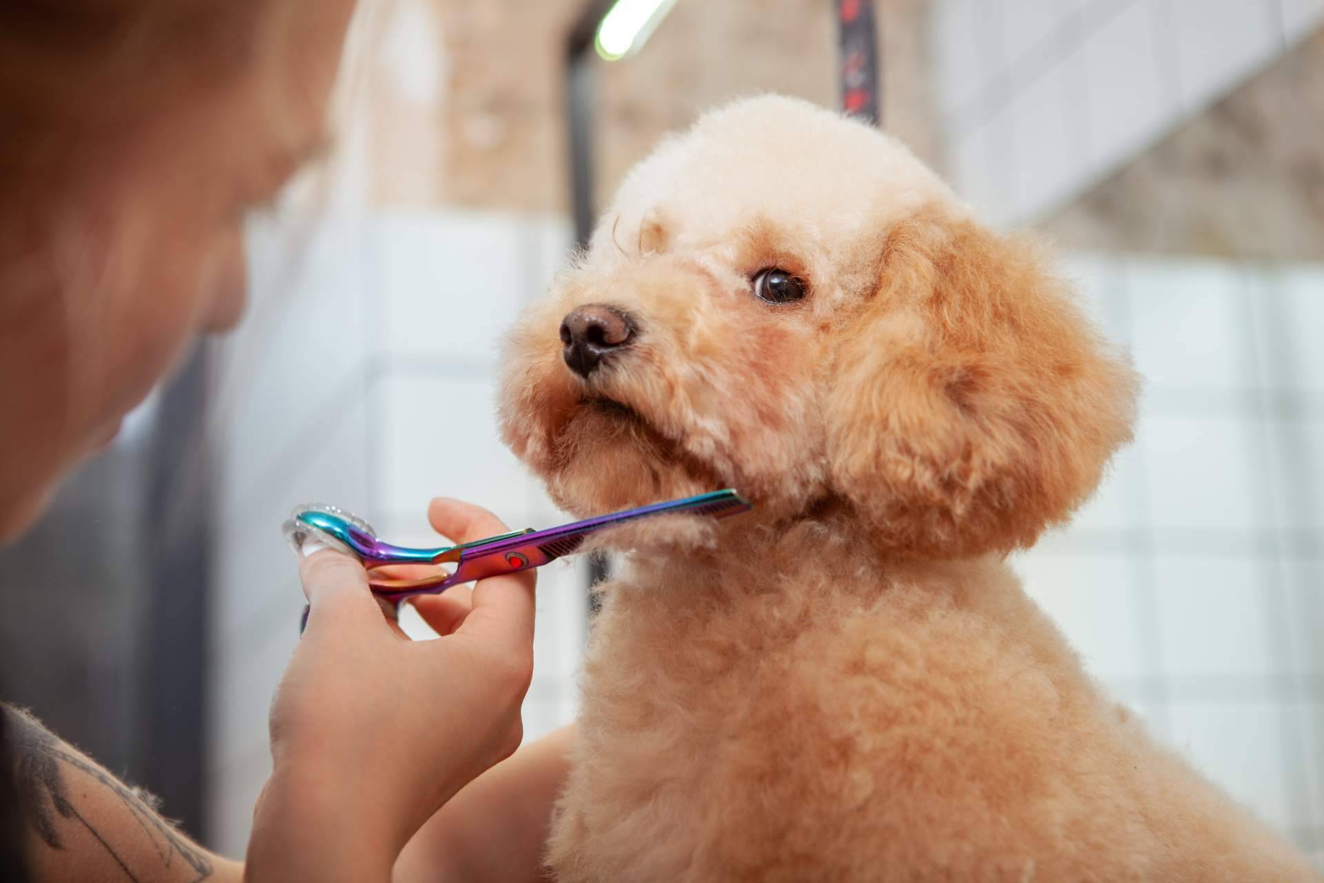 Servicios de peluquería canina y felina en Leganés, con Narval Mascotas