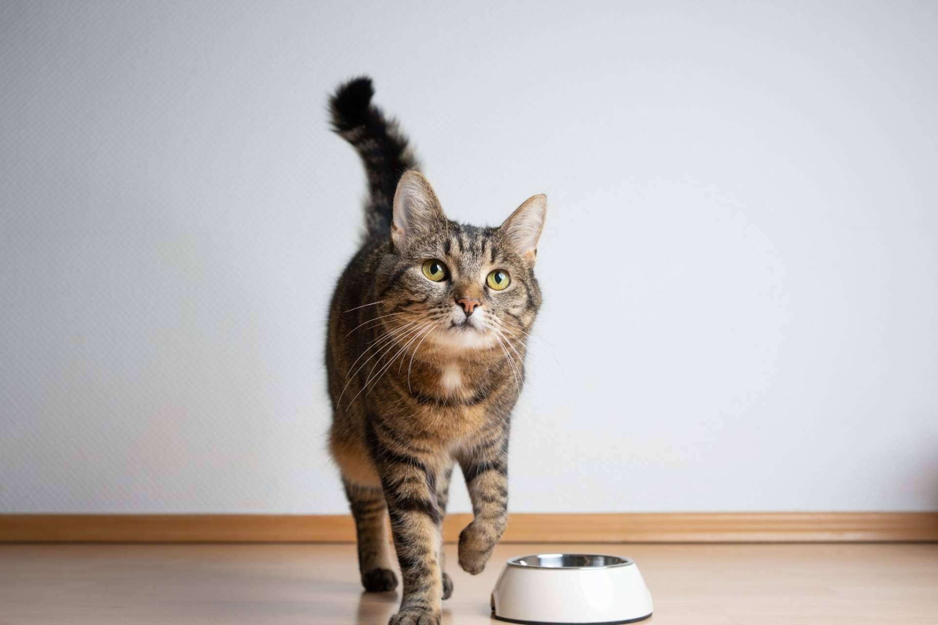 Cuáles son los beneficios de la receta hipoalergénica de NaturWild Stream Recipe para gatos, formulada para carnívoros estrictos