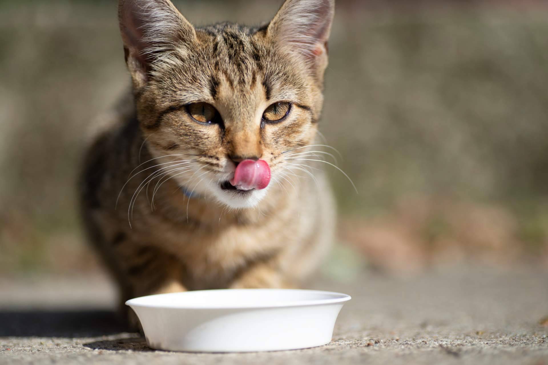 ¿Dónde encontrar pienso para gatos adultos de alta calidad? Era Pet Food