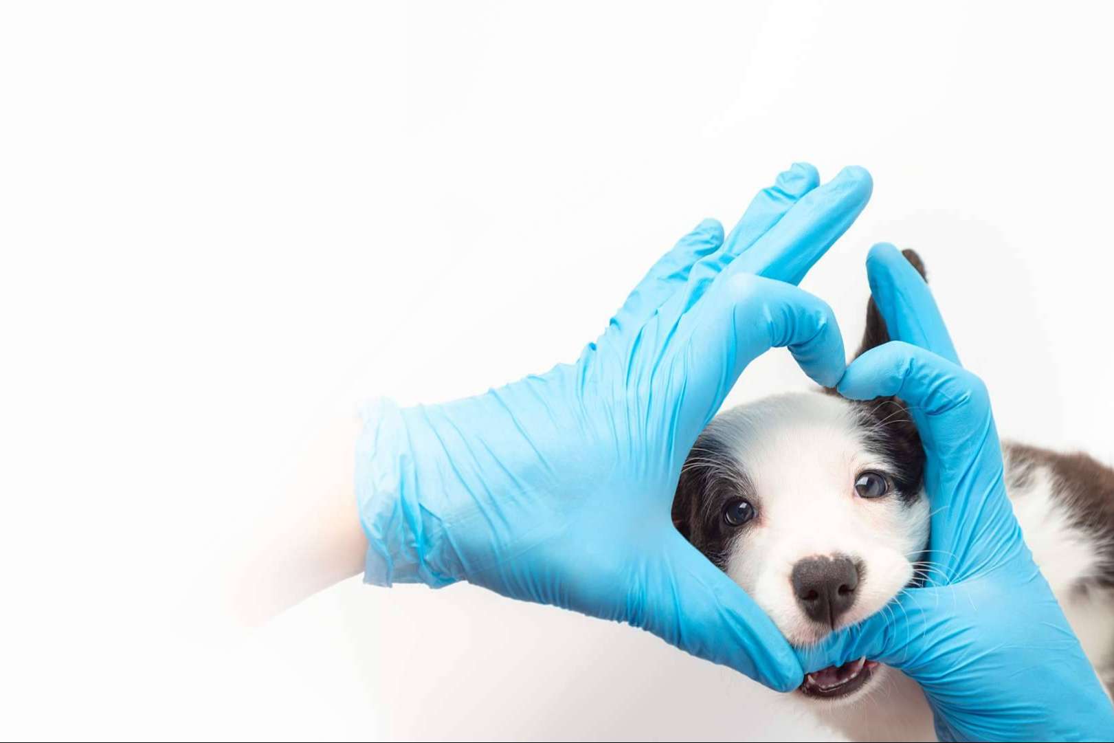 Salud y bienestar animal con Clínica Veterinaria Leganés Norte