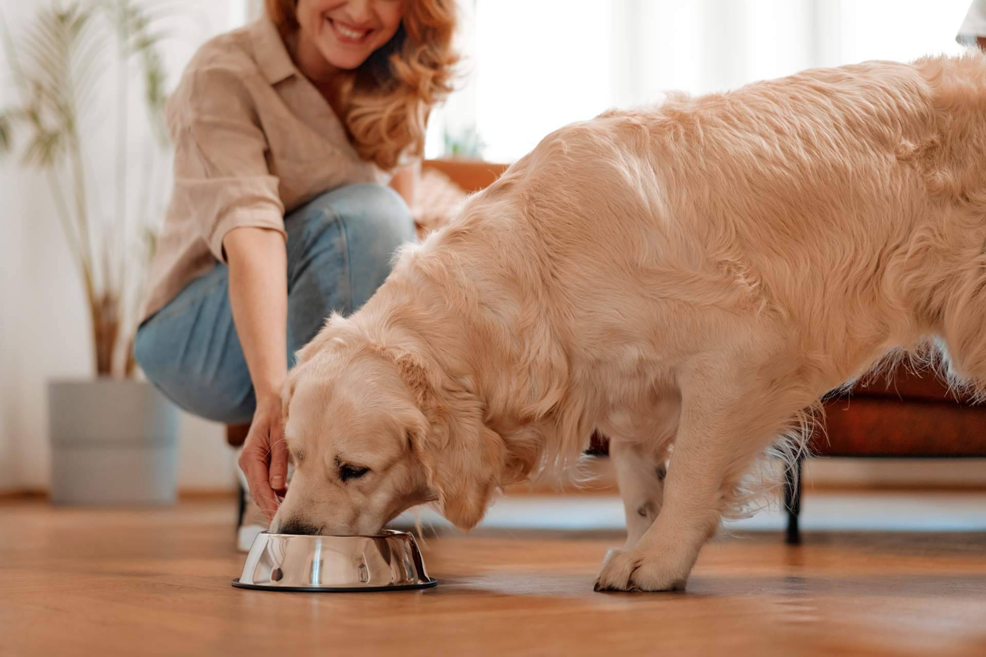 Por 4º año consecutivo, Amazdog ha sido elegida como la mejor app de adopciones de España