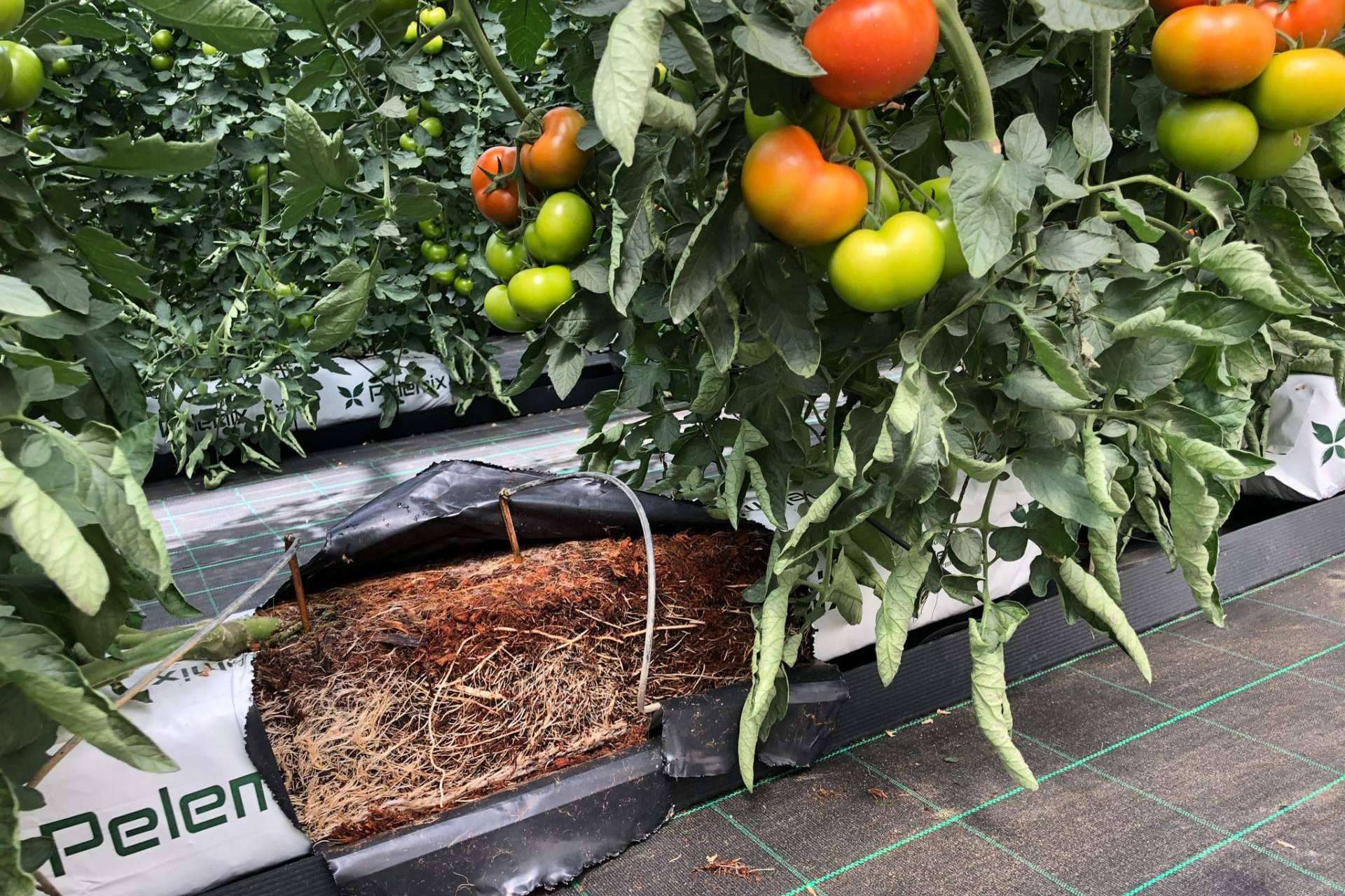Cultivo de tomates, de la mano de Pelemix