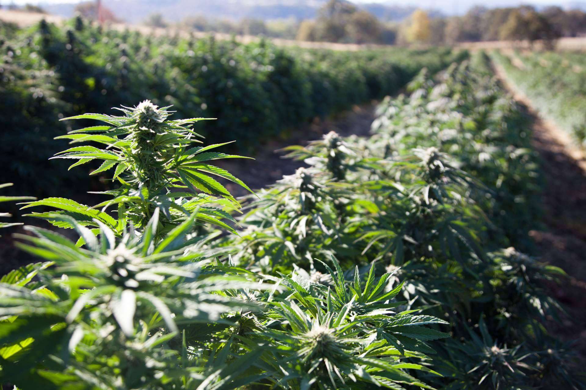 Apostar por la sostenibilidad, el reciclaje y la biotecnología, así es el proyecto de South Hemp
