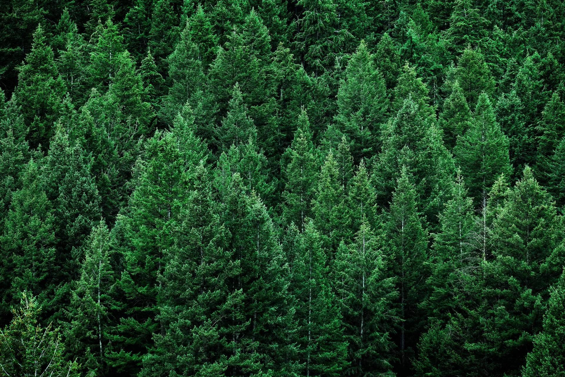 SouthHemp y su papel en la transición hacia una industria de papel más sostenible y responsable en todo el mundo