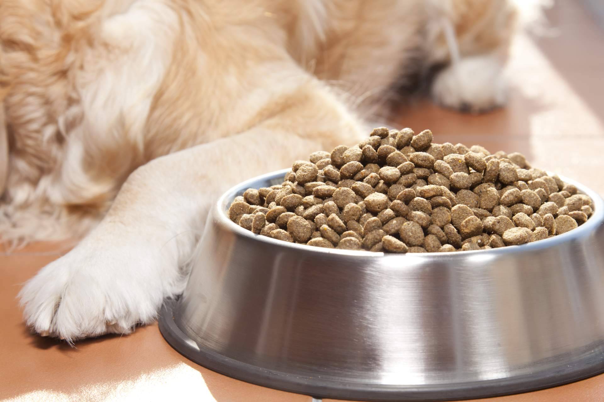 Proporcionar al compañero peludo una nutrición sobresaliente con el pienso para perros adultos de Era Pet Food