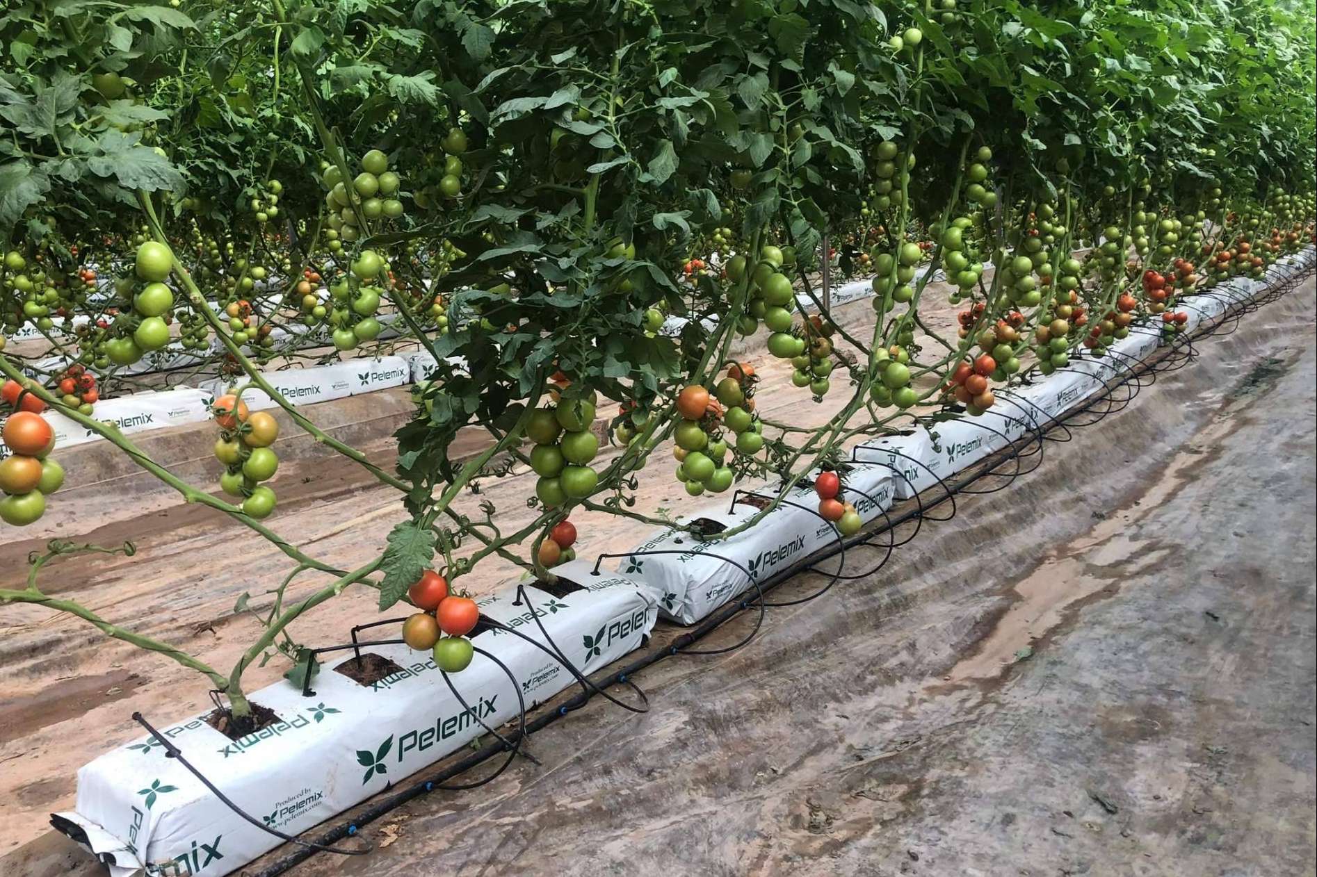 Pelemix, una empresa dedicada a la producción y comercialización de sustratos de coco de calidad para la agricultura
