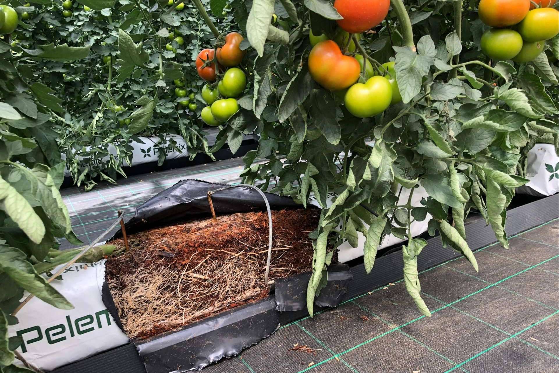La solución definitiva de Pelemix para los productores comerciales de tomates
