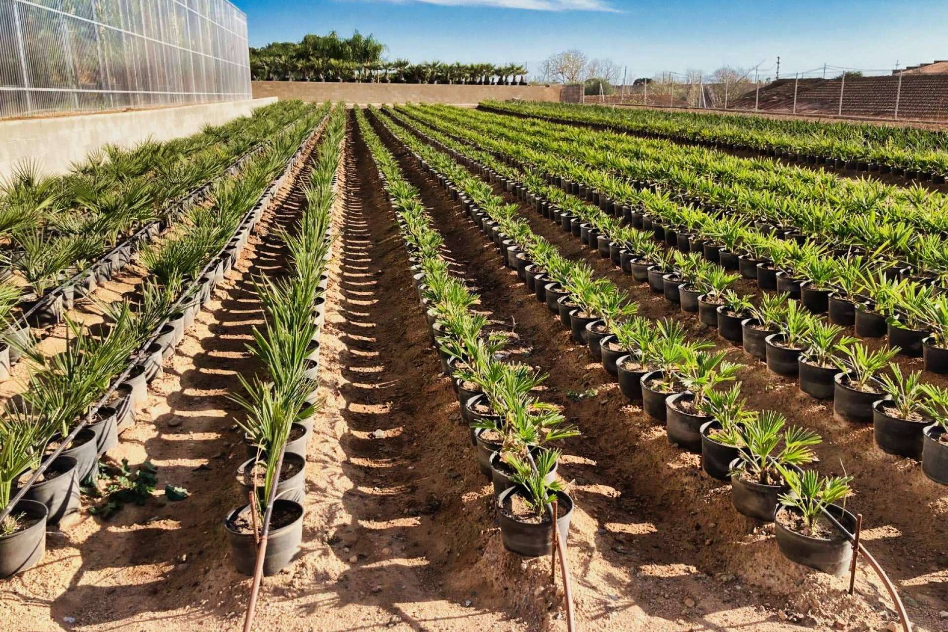 Tropicalia Garden, el vivero especializado en la venta y cultivo de palmeras