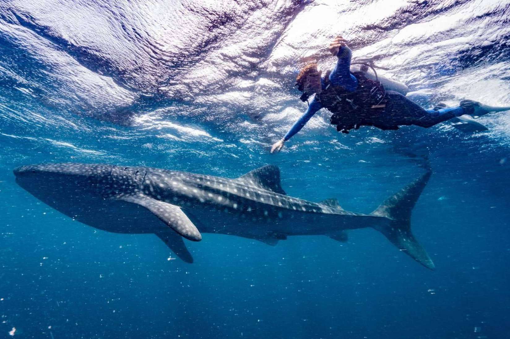 Scuba Finders, la innovadora startup que está revolucionando la forma de reservar experiencias de buceo