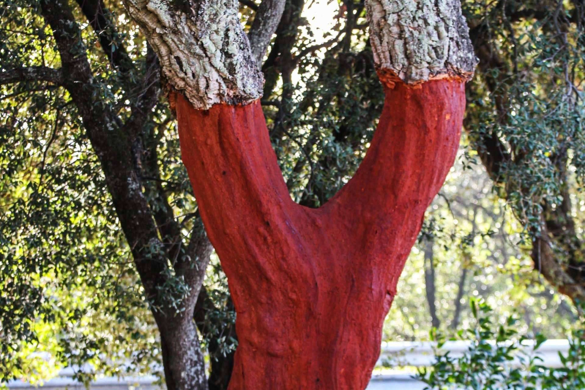 ¿Por qué es importante optar por materiales ecológicos?, con KliuCork®