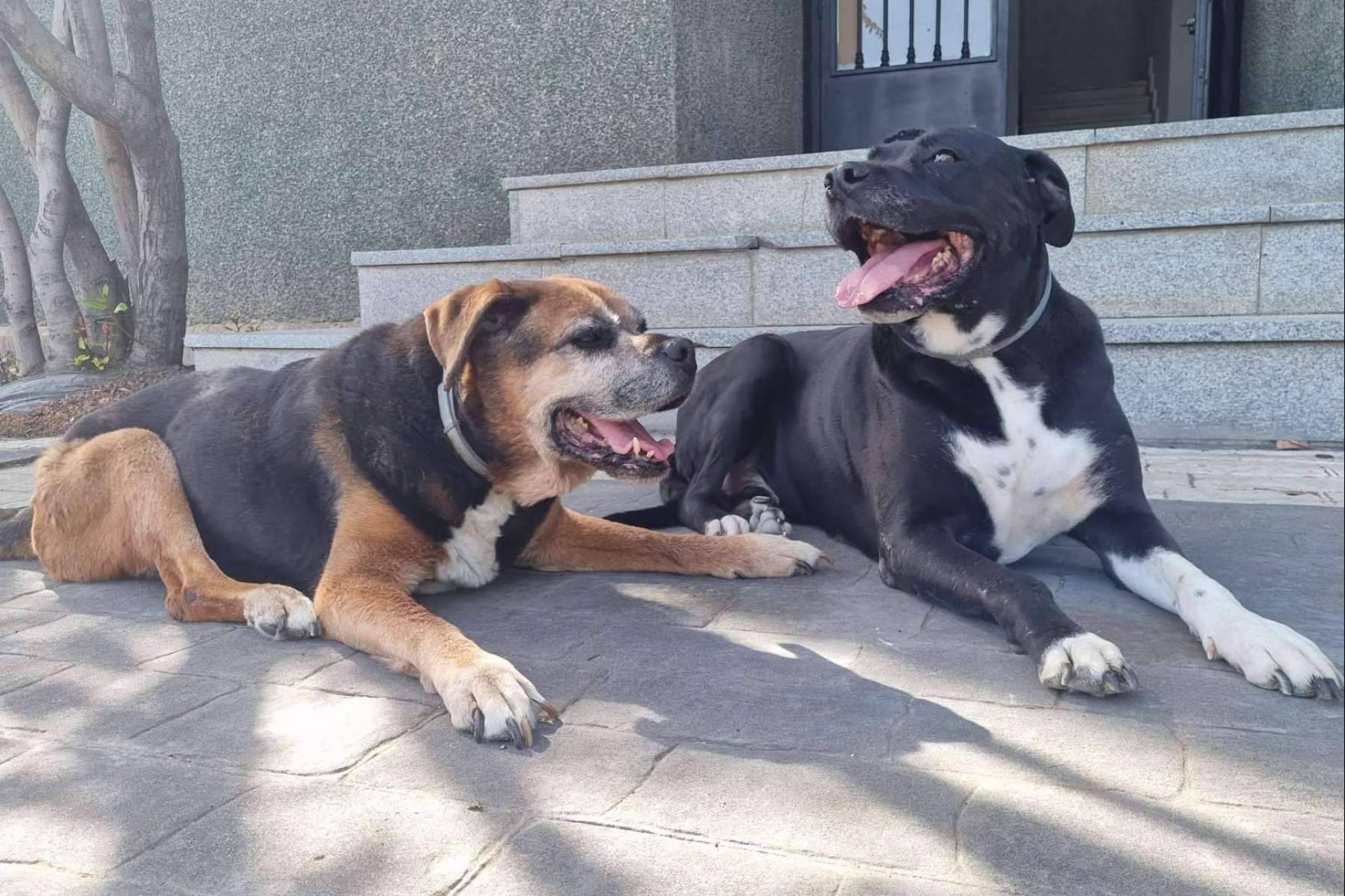 Amazdog es una app para las mascotas
