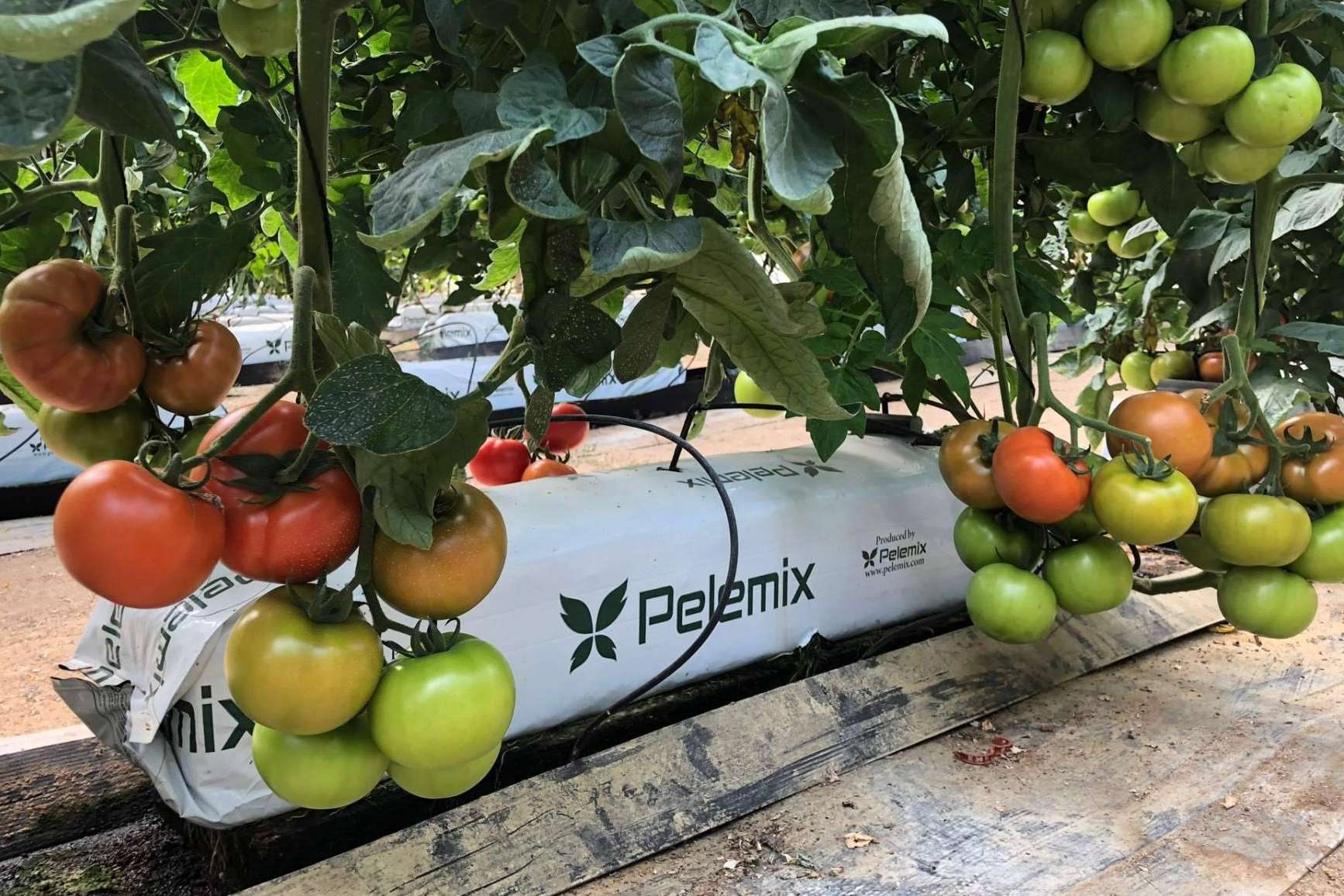 Agricultura sostenible de la mano de Pelemix; cultivos hidropónicos para luchar contra la sequía y el medioambiente