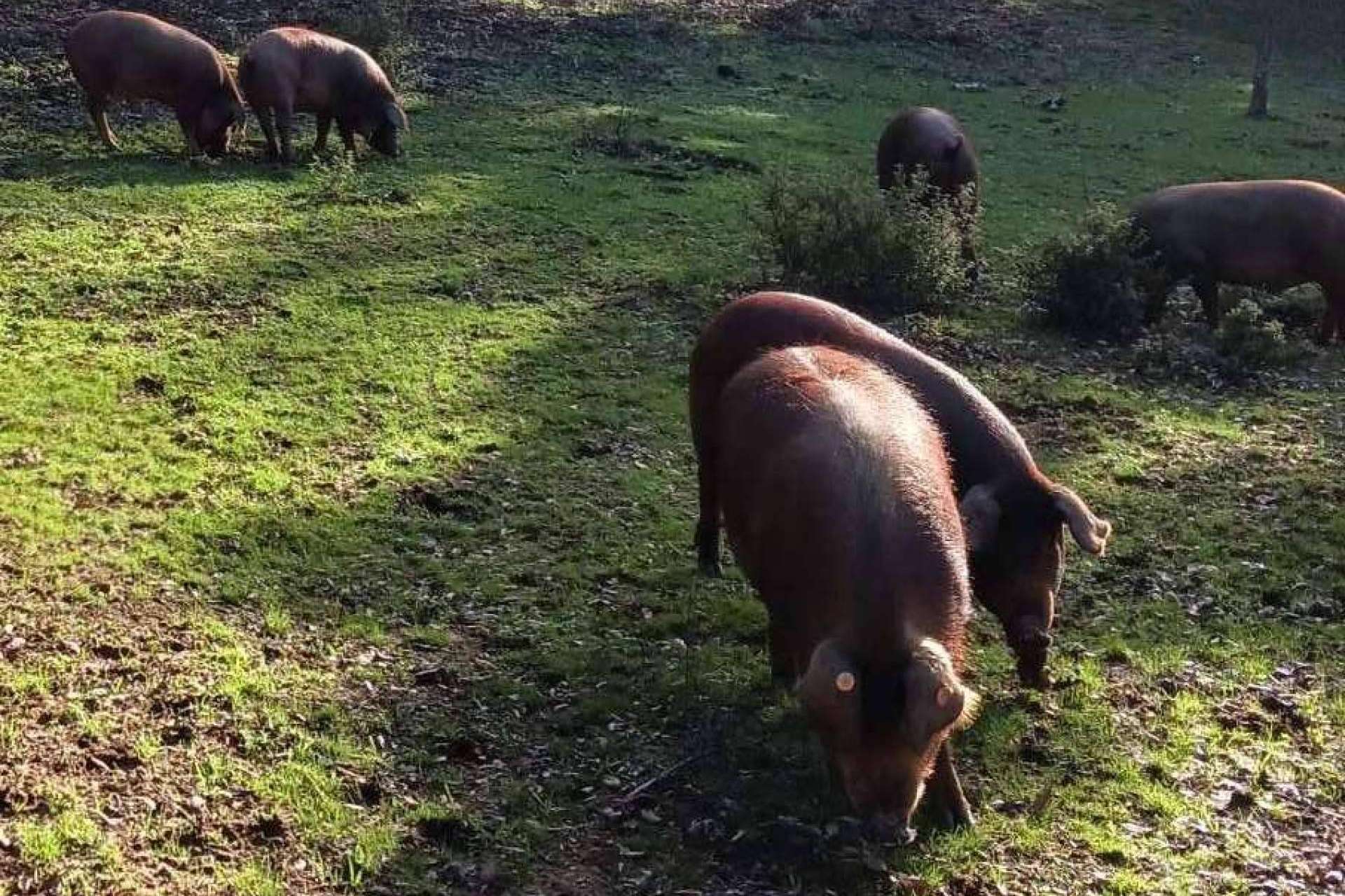 Finca Roncales, historia basada en la pasión por el cerdo ibérico y el jamón ibérico