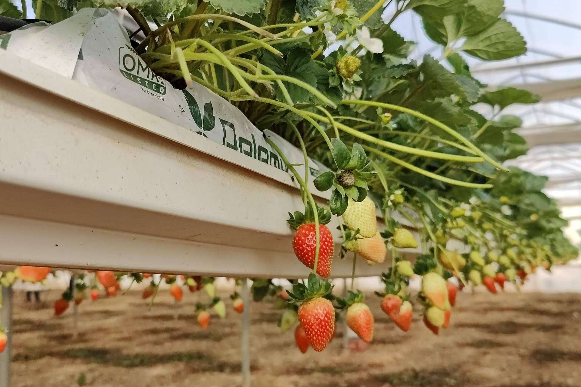 ¿Cuáles son los principales beneficios de los sustratos de Pelemix para el cultivo de la fresa?