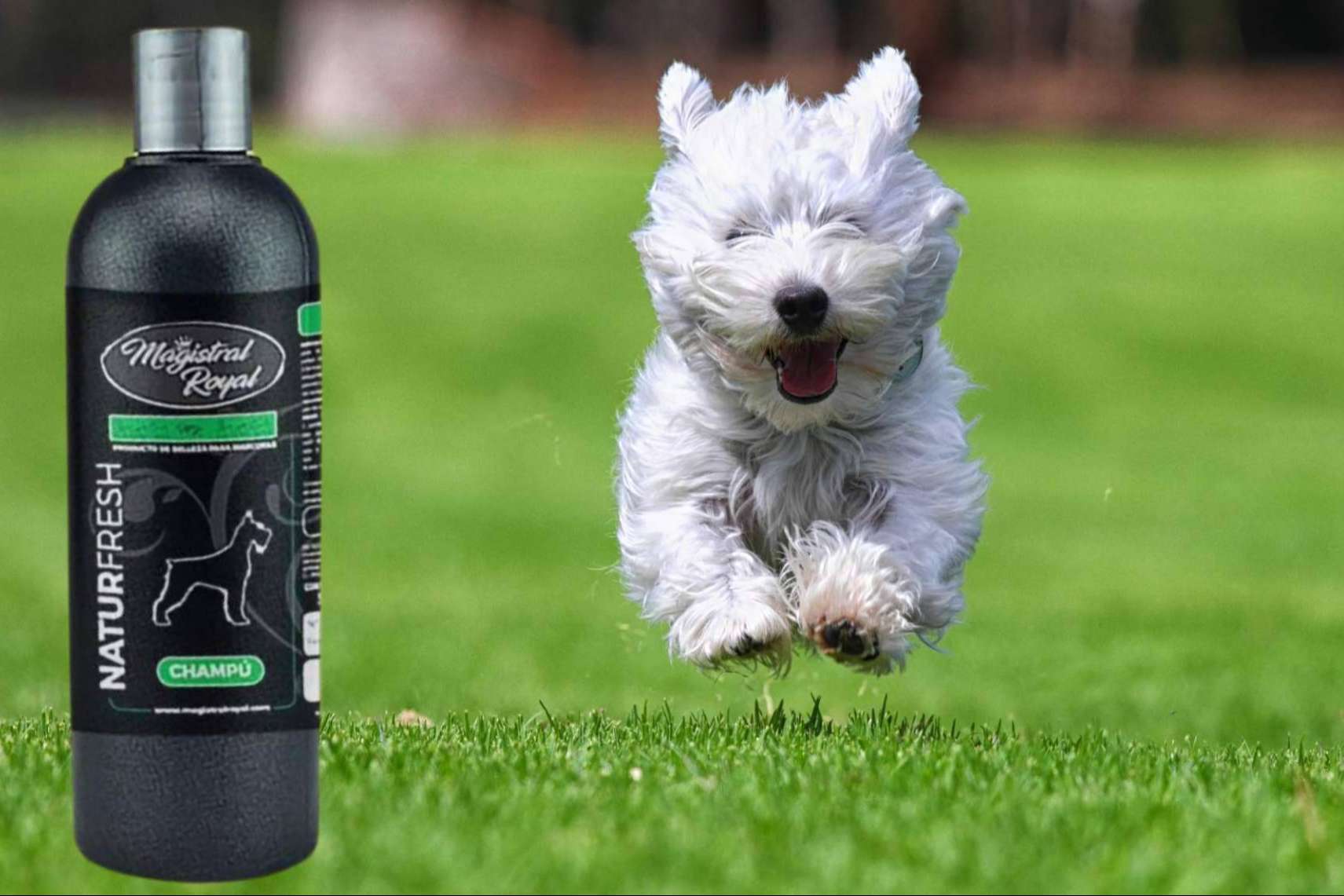 Magistral Royal presenta Natur Fresh; el champú natural repelente para perros y gatos