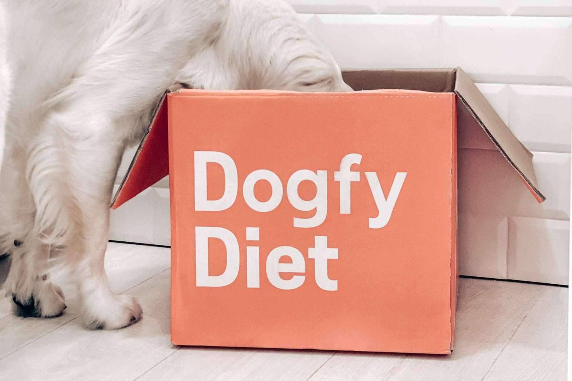 Como alimentar mejor a un perro