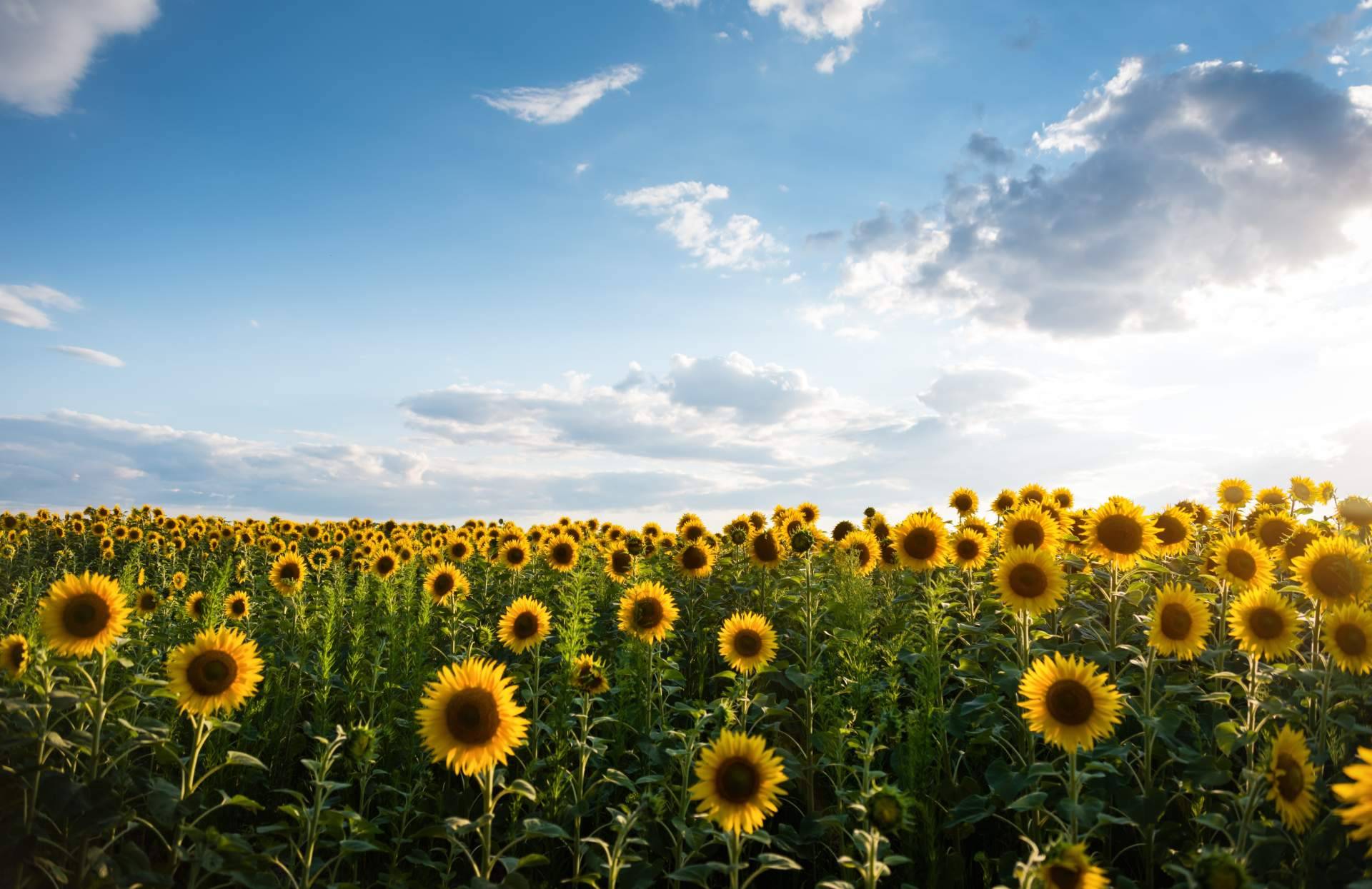 Campos de girasoles en Barcelona respirando naturaleza