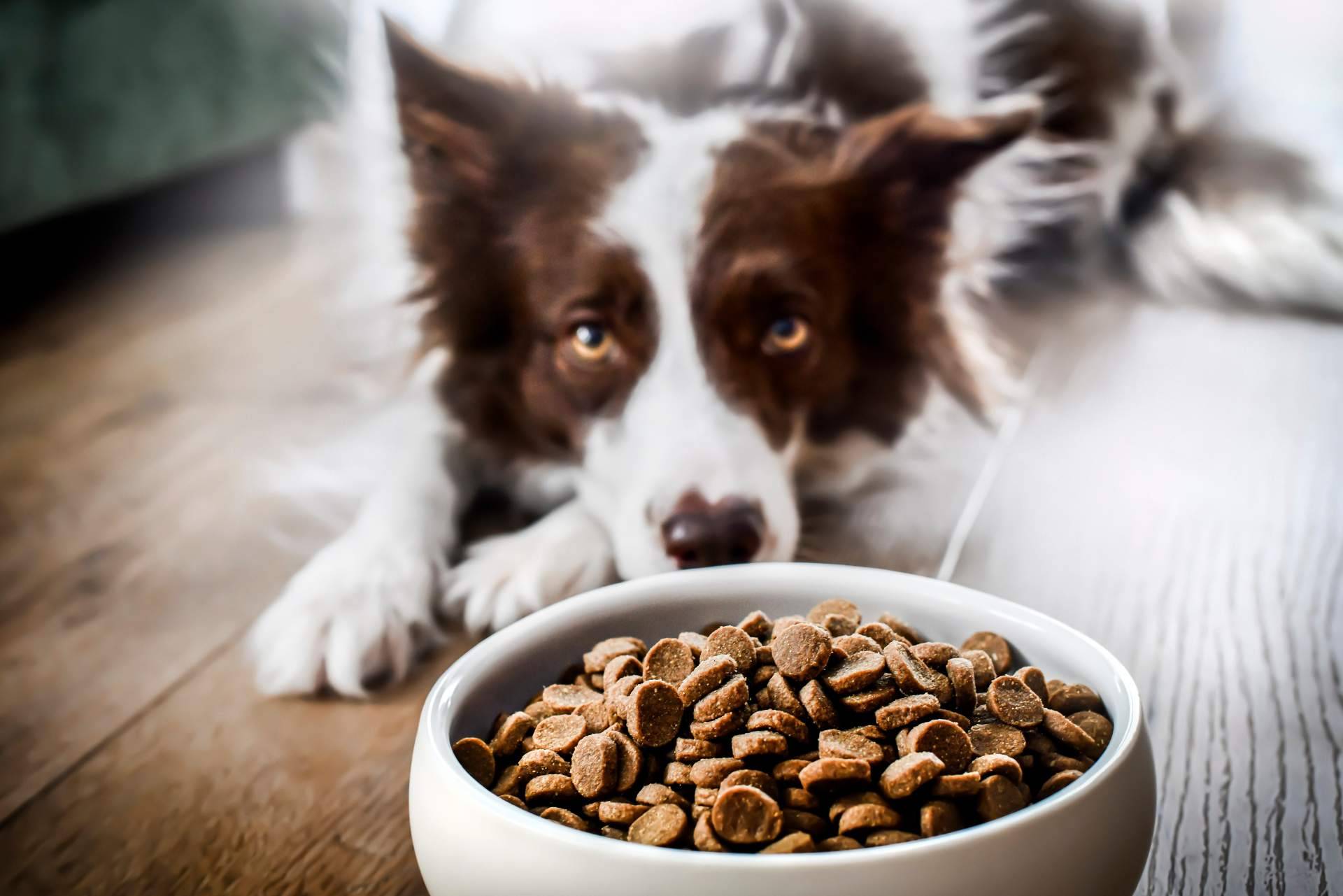 Comida para perros saludable en Can Xana