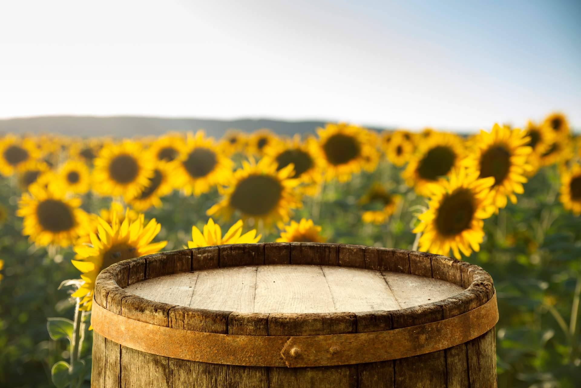 La próxima temporada de los campos de flores de Niudàlia trae los girasoles