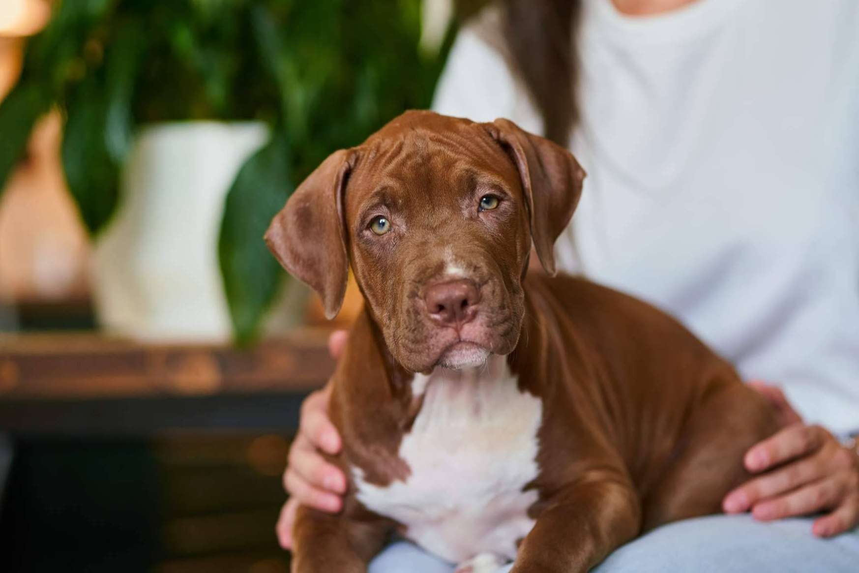 Mascotas para adoptar gratis, en Mascotasadopcion.com