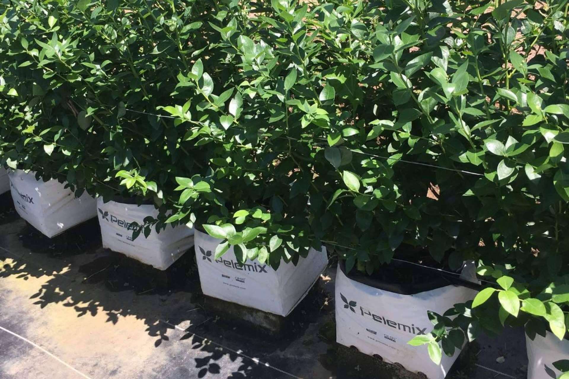 Innovación en la agricultura de la mano de Pelemix
