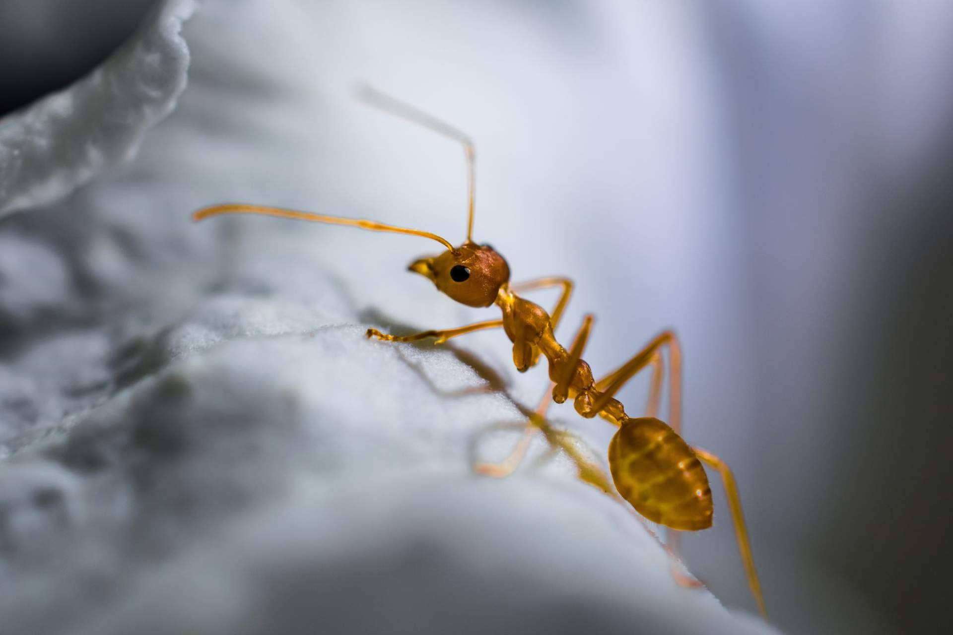 Soluciones reales para prevenir la invasión de hormigas en el hogar