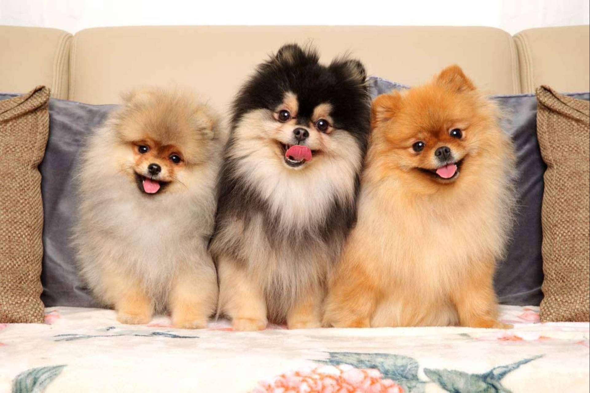 Todo sobre los perros Pomerania por Dogfy Diet
