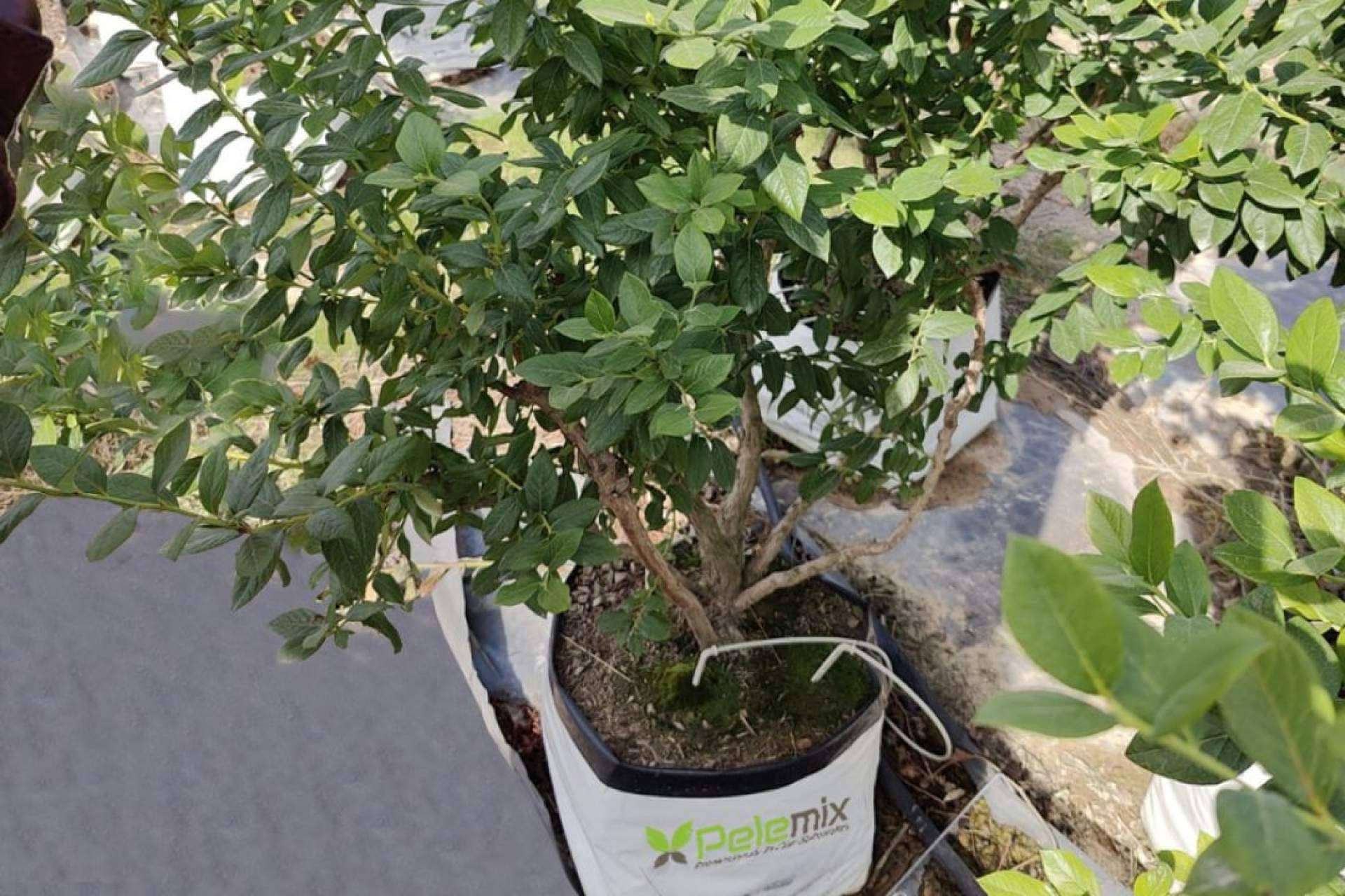 Pelemix apuesta por los Open Tops para aumentar el cultivo hidropónico de arándanos