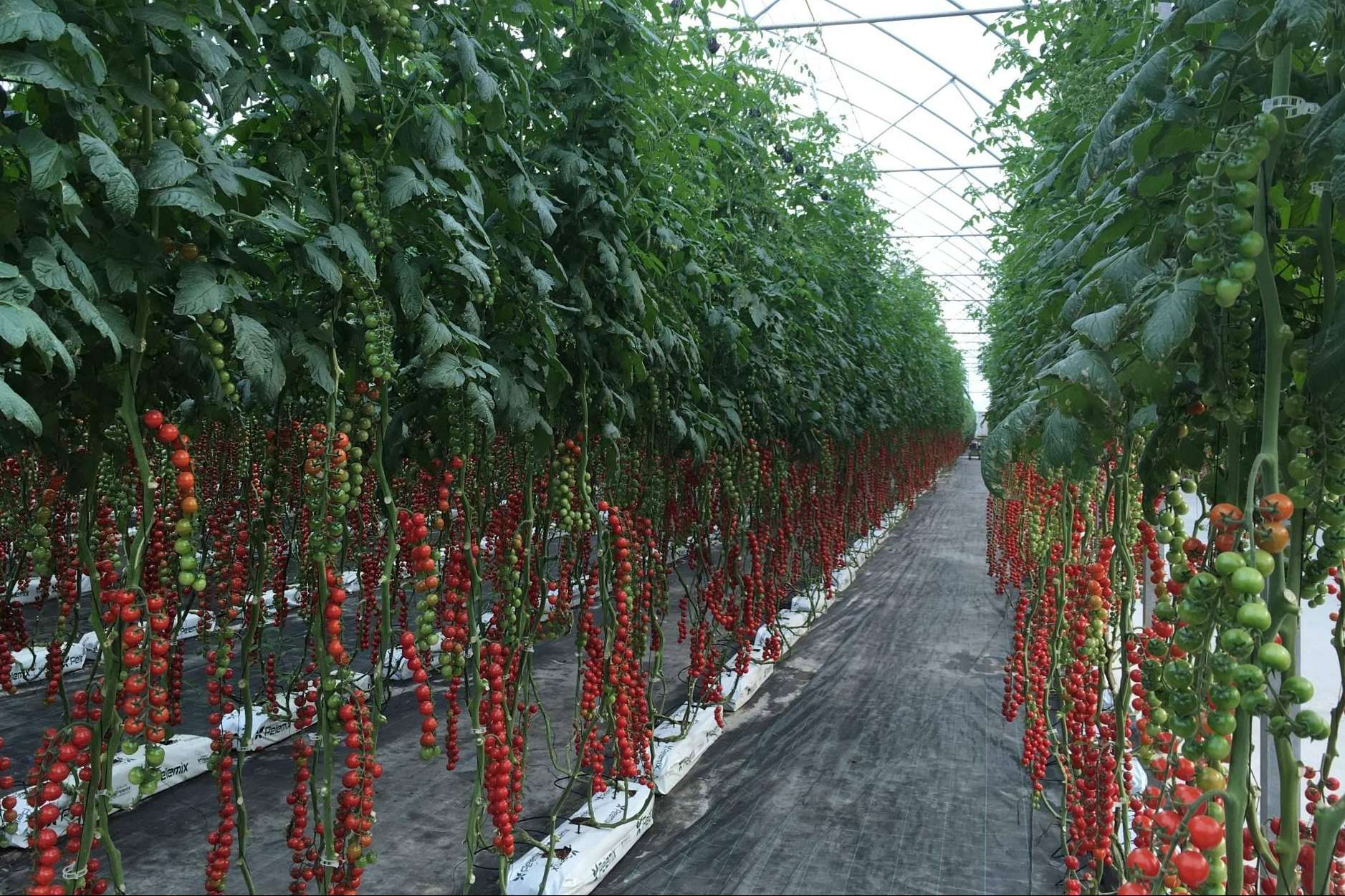Cómo cultivar tomates en cualquier clima y temporada con las bolsas de cultivo de fibra de coco de Pelemix
