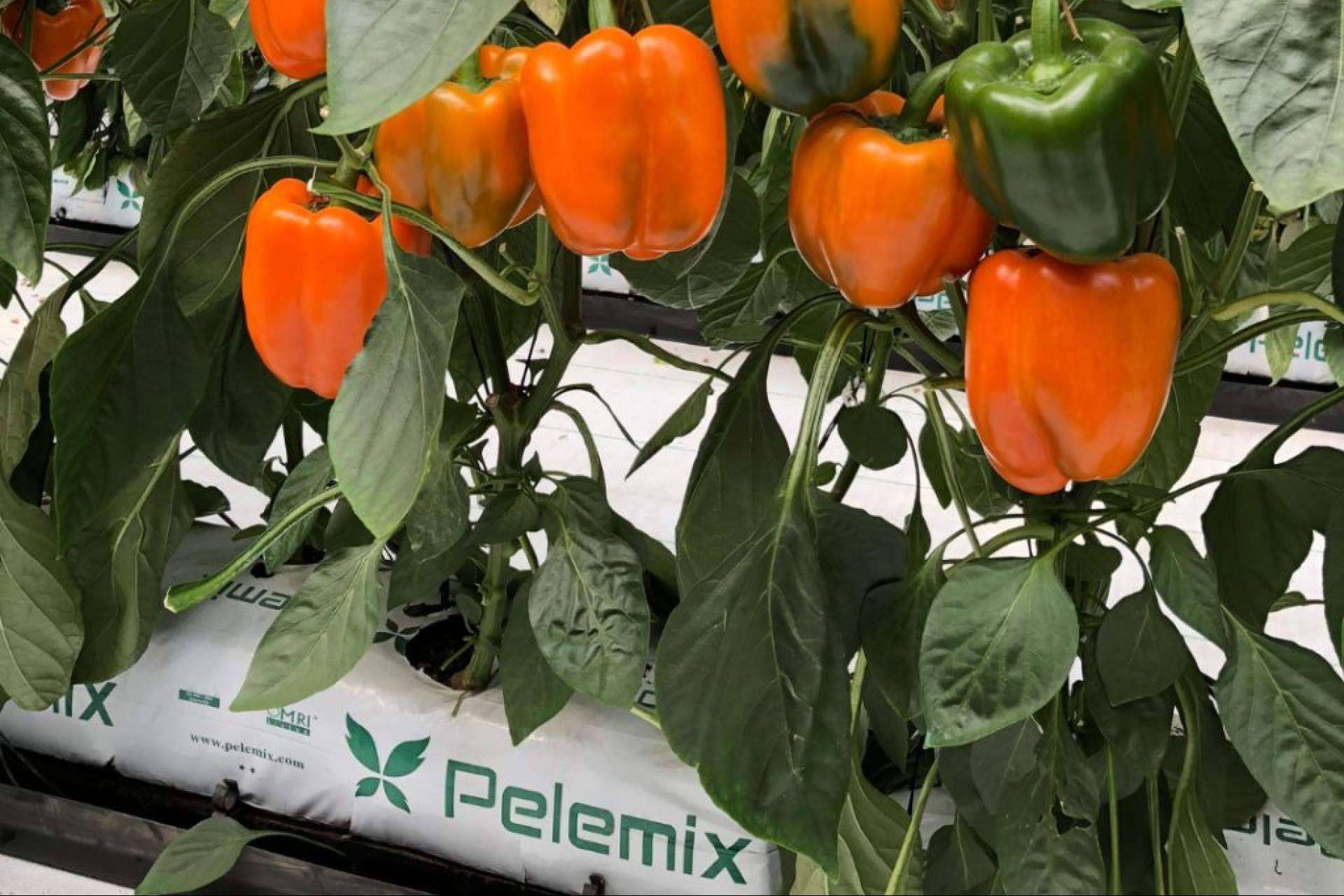 Pelemix ofrece una serie de productos de fibra de coco para el crecimiento sostenible de emprendimientos agrícolas