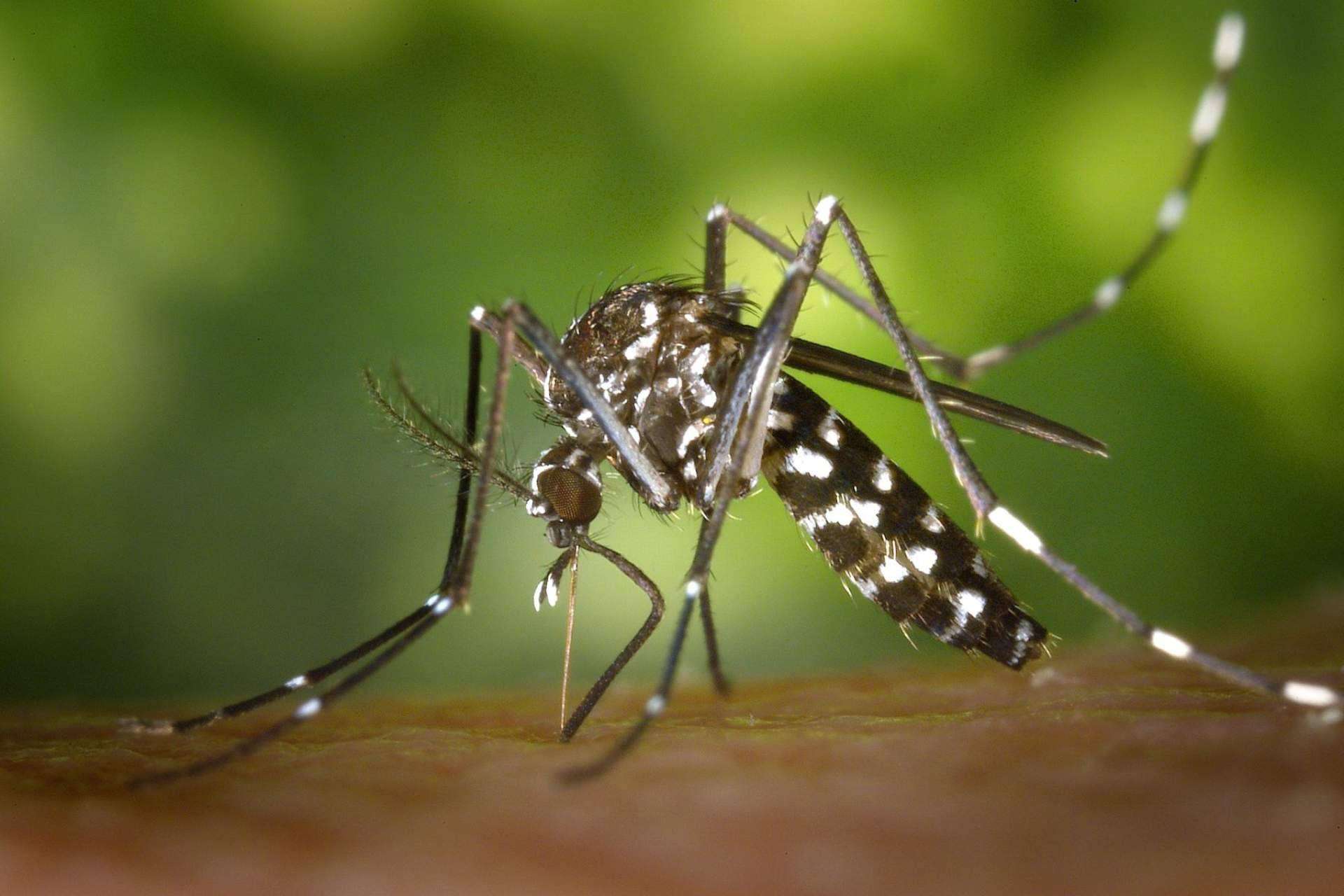 Eliminar el mosquito del Nilo con Vintermatón, un potente insecticida de Laboratorios Vinfer